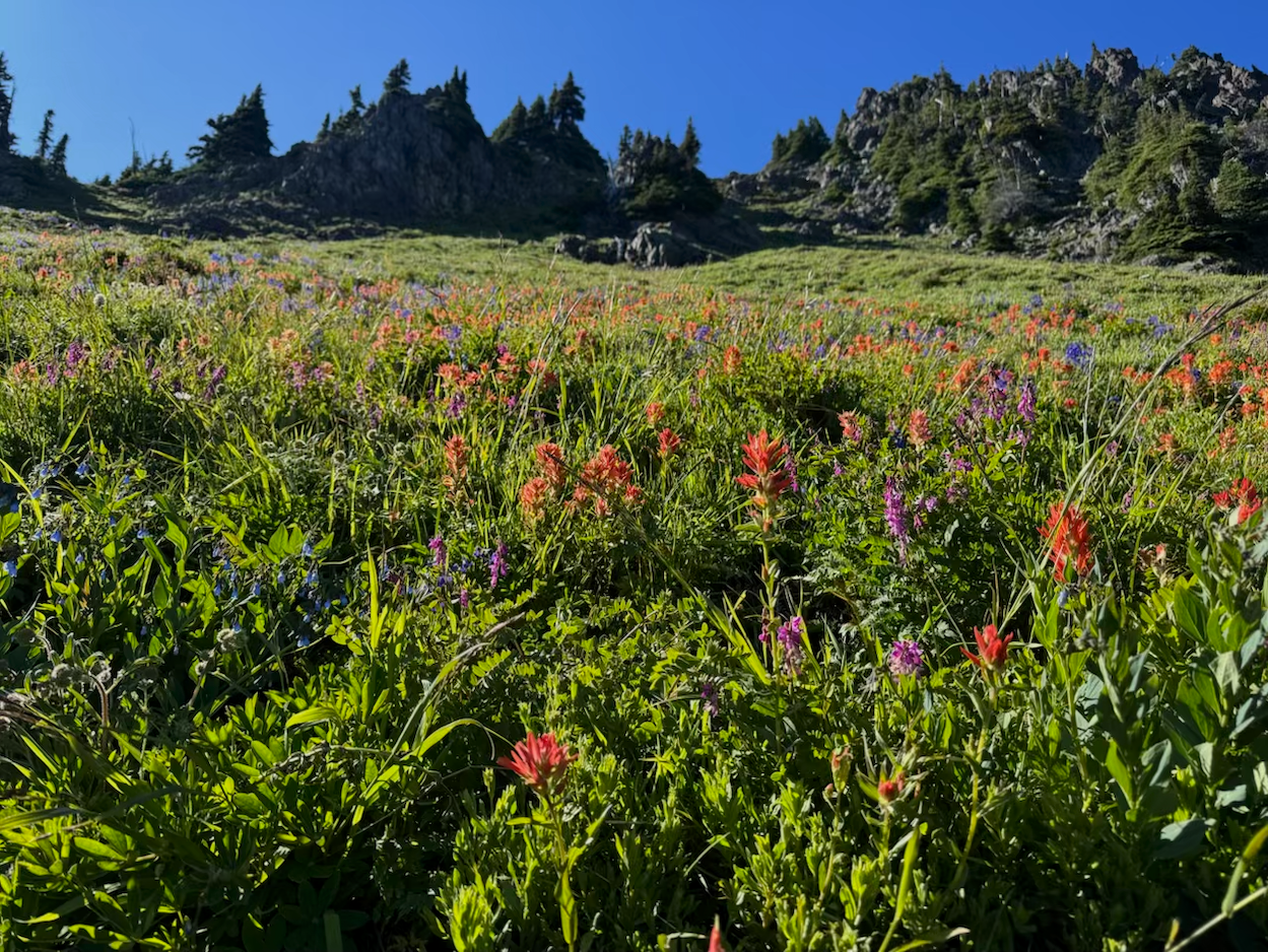 A vibrant wildflower meadow with various colorful flowers, surrounded by rocky hills and evergreen trees under a bright blue sky.