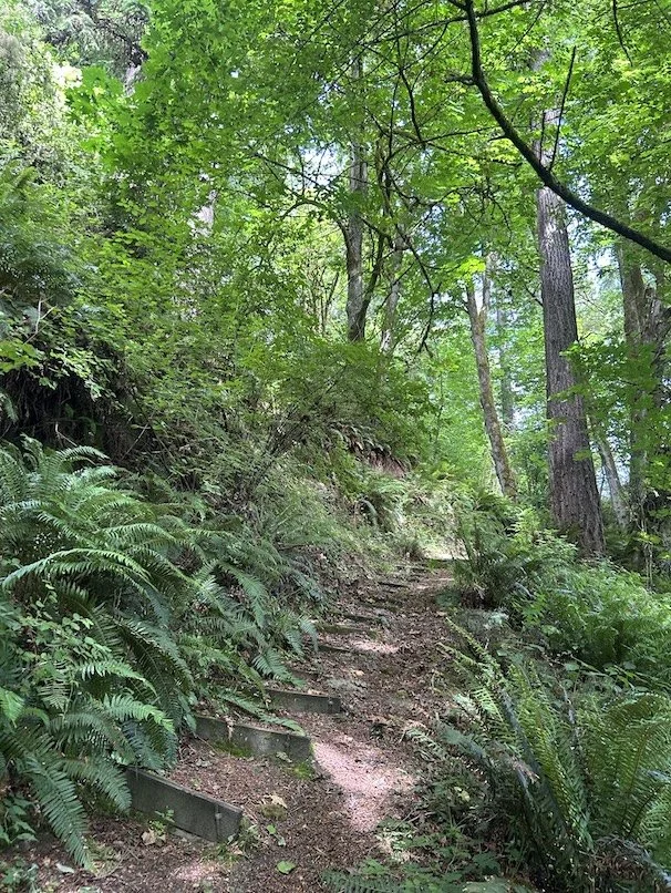 A forest trail with wooden steps surrounded by dense green foliage and tall trees.