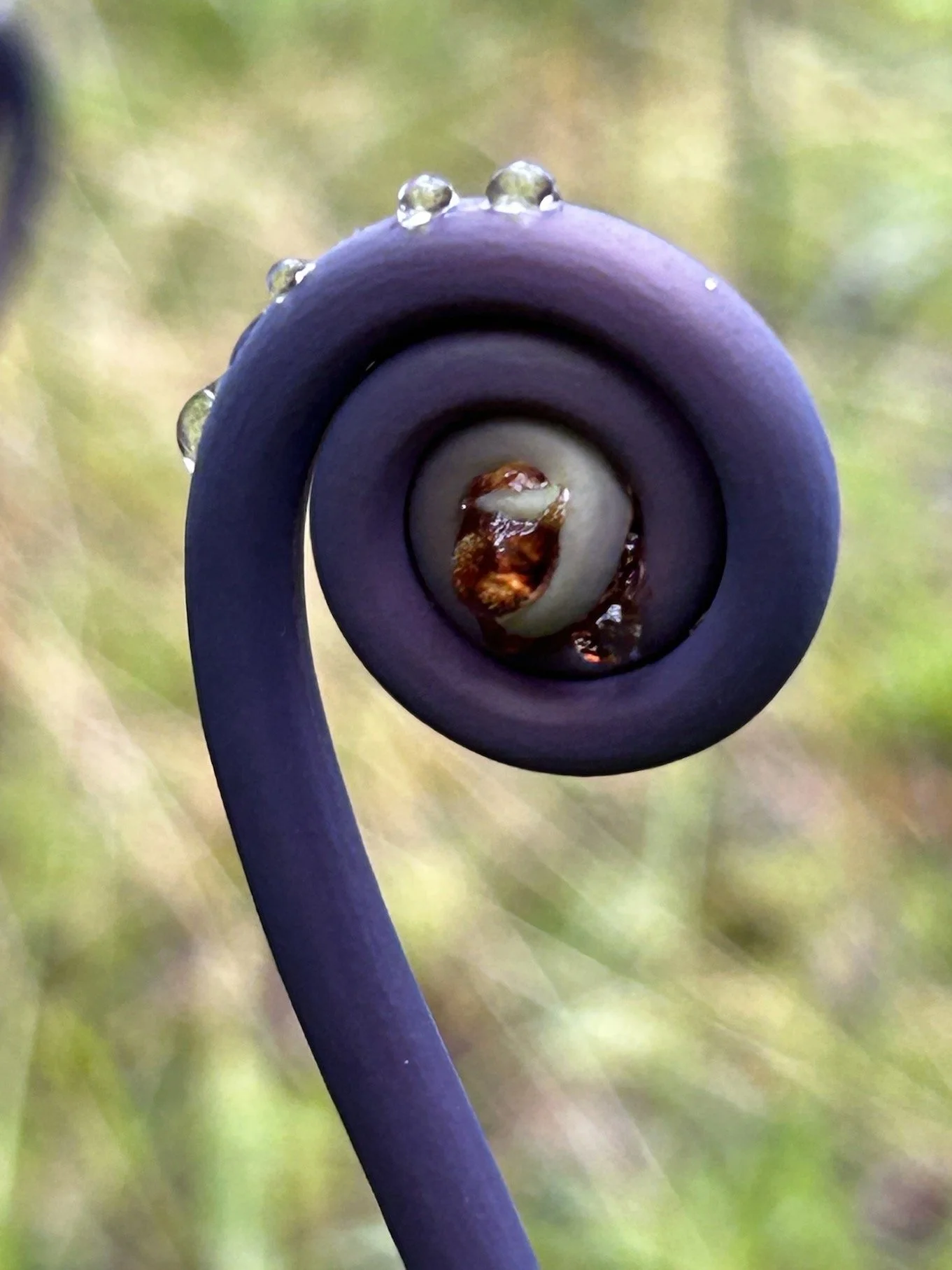 Close-up of a coiled purple plant tendril with water droplets, curling inward with a blurred green and yellow background.