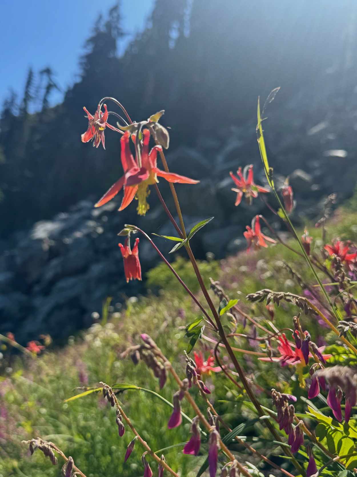 Close-up of pink and purple wildflowers in a mountain meadow, with a rocky hillside and forest in the background under a clear blue sky.