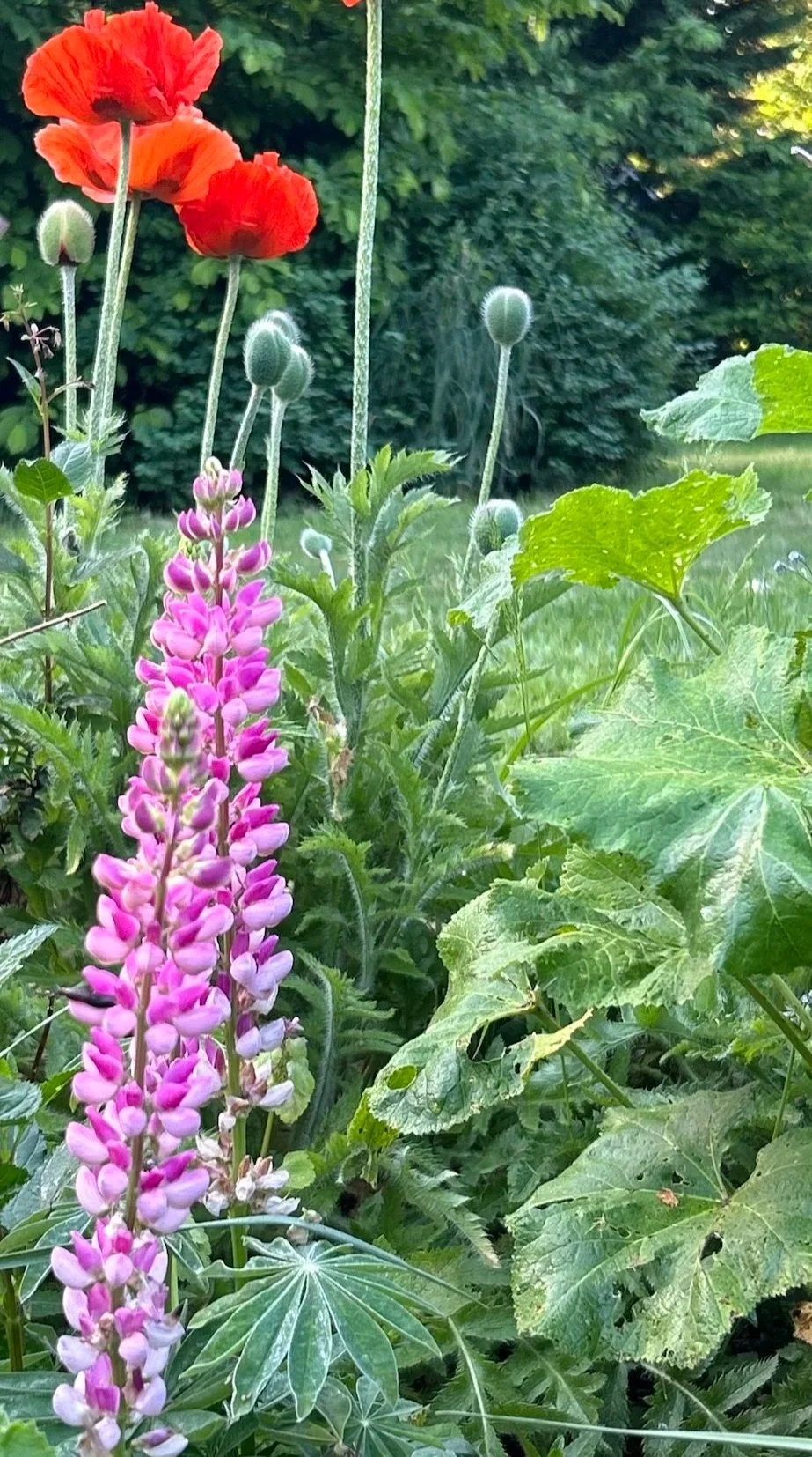 Colorful garden with pink lupine flowers, red poppies, green foliage, and foliage in a natural outdoor setting.