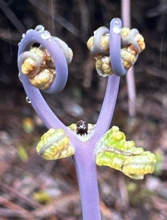 View of a sprouting fern frond unfurling with curled tips in a natural setting.