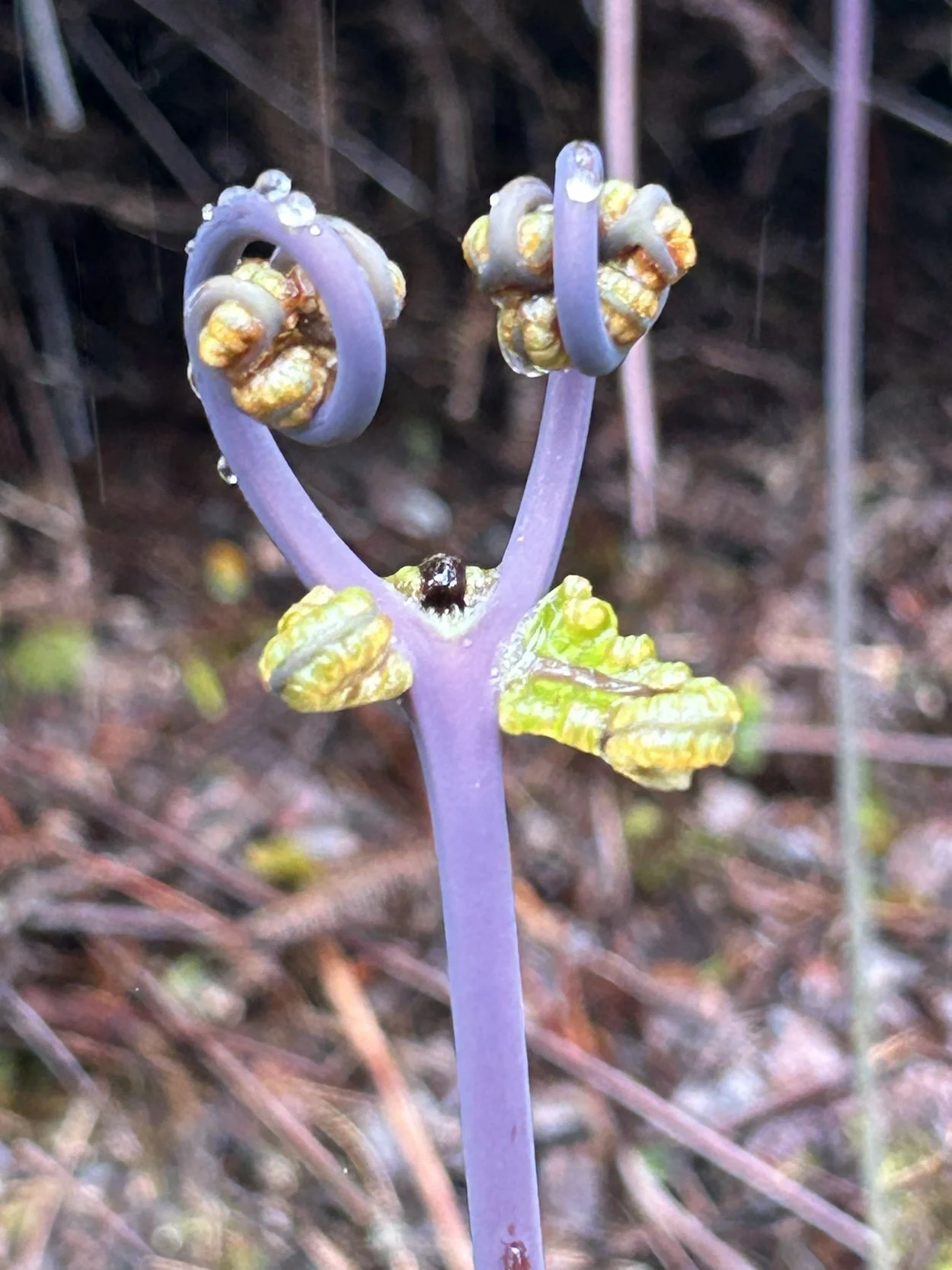 Close-up of a purple plant stalk with curled, yellow-green leaves and gray spiraled growths that resemble conch shells, with water droplets on the growths.