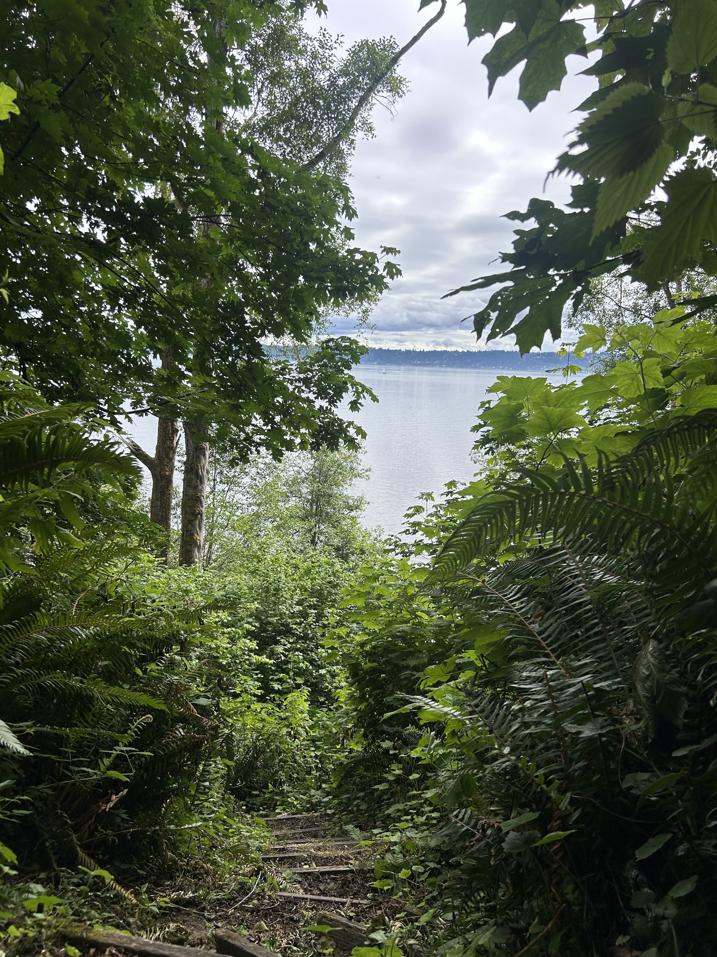A forest scene with lush green foliage and a narrow dirt path leading towards a body of water in the distance, under a cloudy sky.