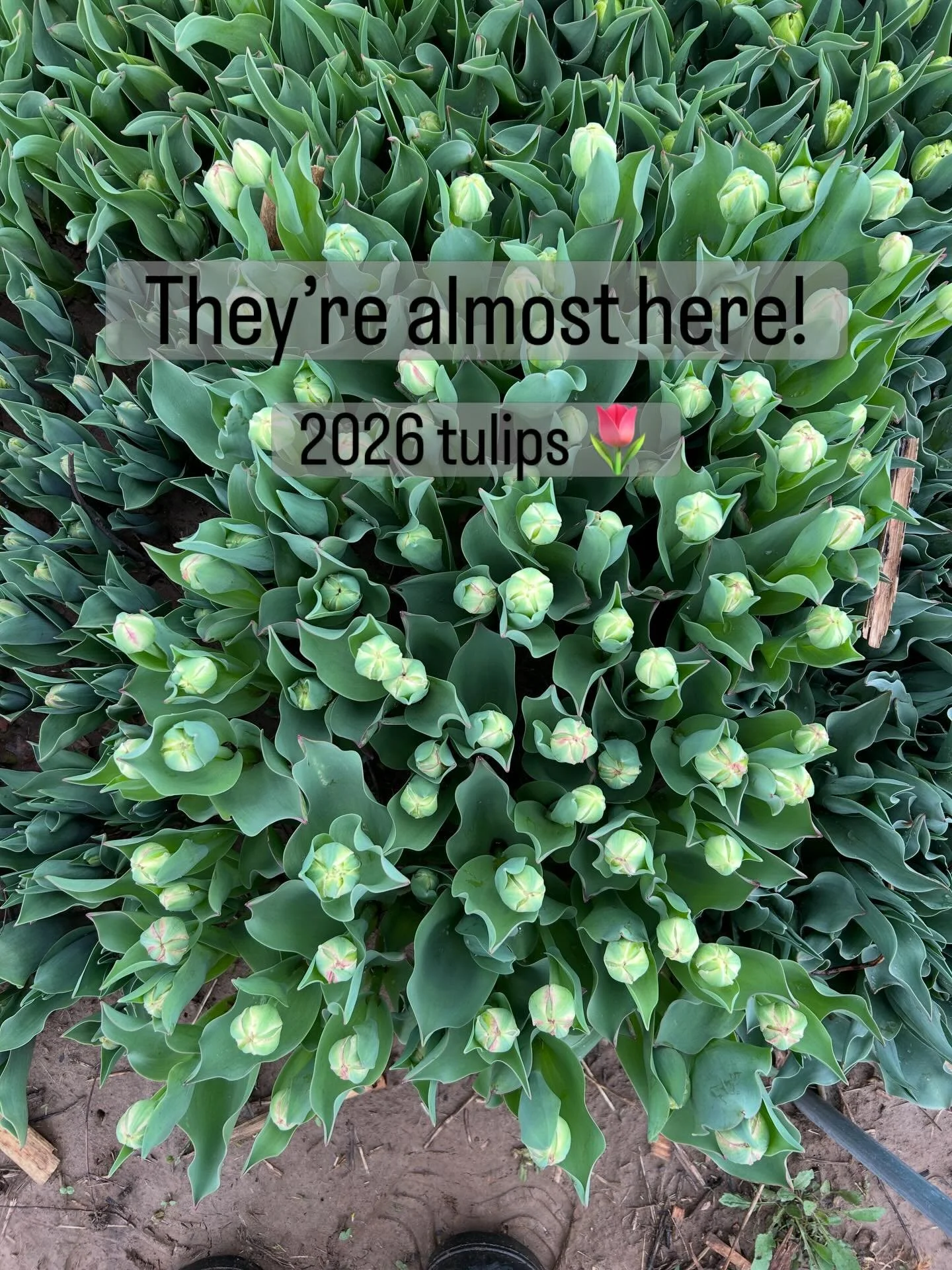 Stay tuned! 

Stories and posts coming as soon as I know when these tulips will be ready for farm pick up! 🥰