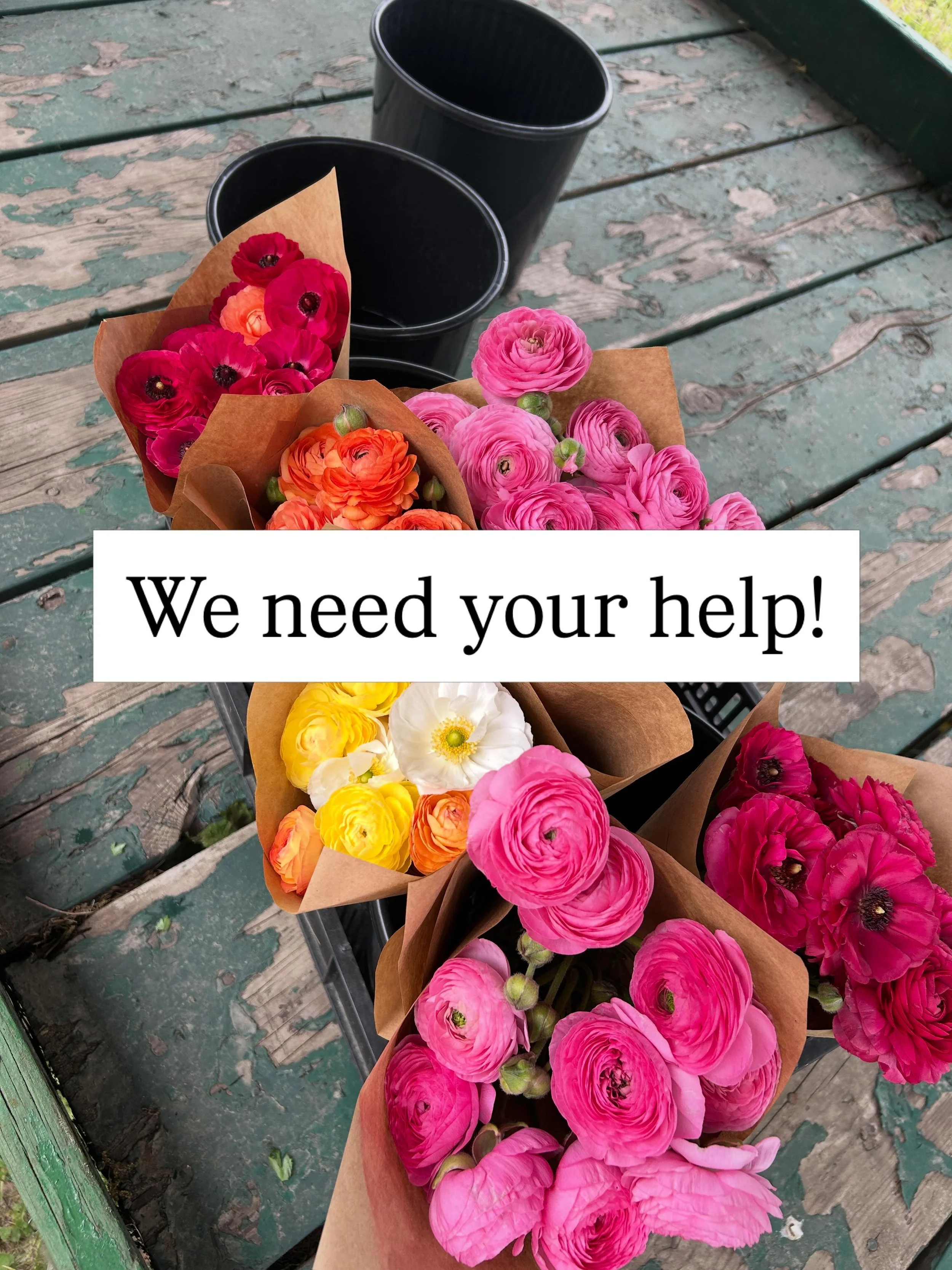 I&rsquo;ve been wanting to do this for years and it&rsquo;s finally here!!!!!!!

One weekend each month over summer (June, July, August, and September) we want to donate the entire farm stand earning to a local club or group!

We would like hyper-loc