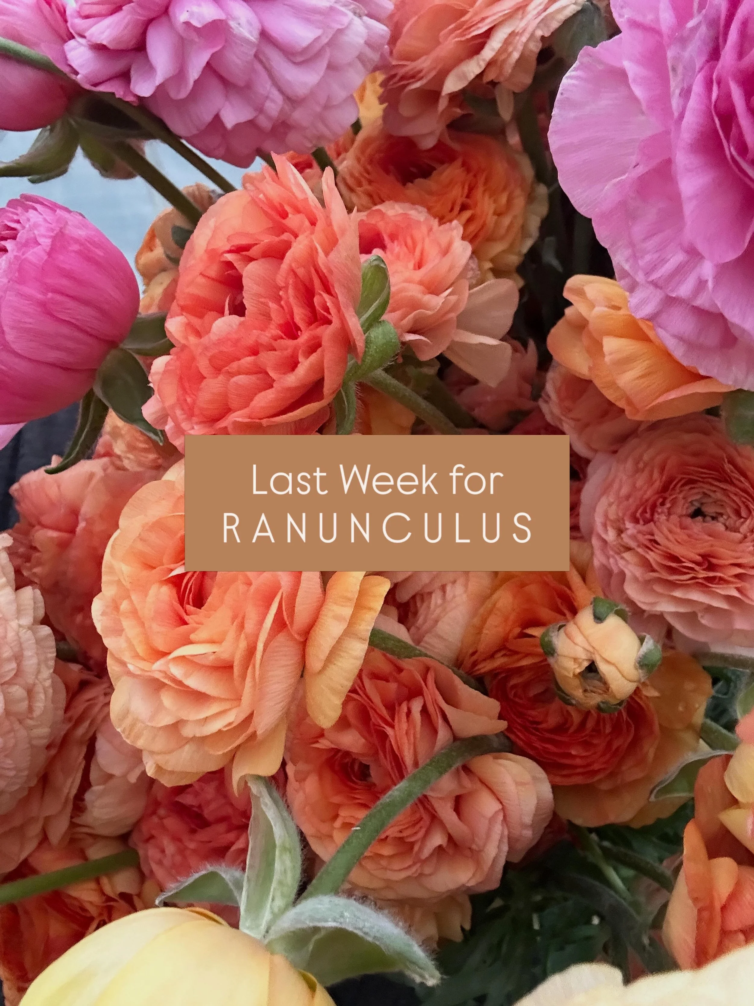 Catch the last week of R A N U N C U L U S ✨

We will not see these beauties for another year! Snag a bunch tomorrow (Thursday) or Sunday! 

Details 👇🏾! 

@fitchburgcenterfarmersmarket 
Fitchburg Farmers Market
Agora Pavilion 
Thursday 3p-6p

The F