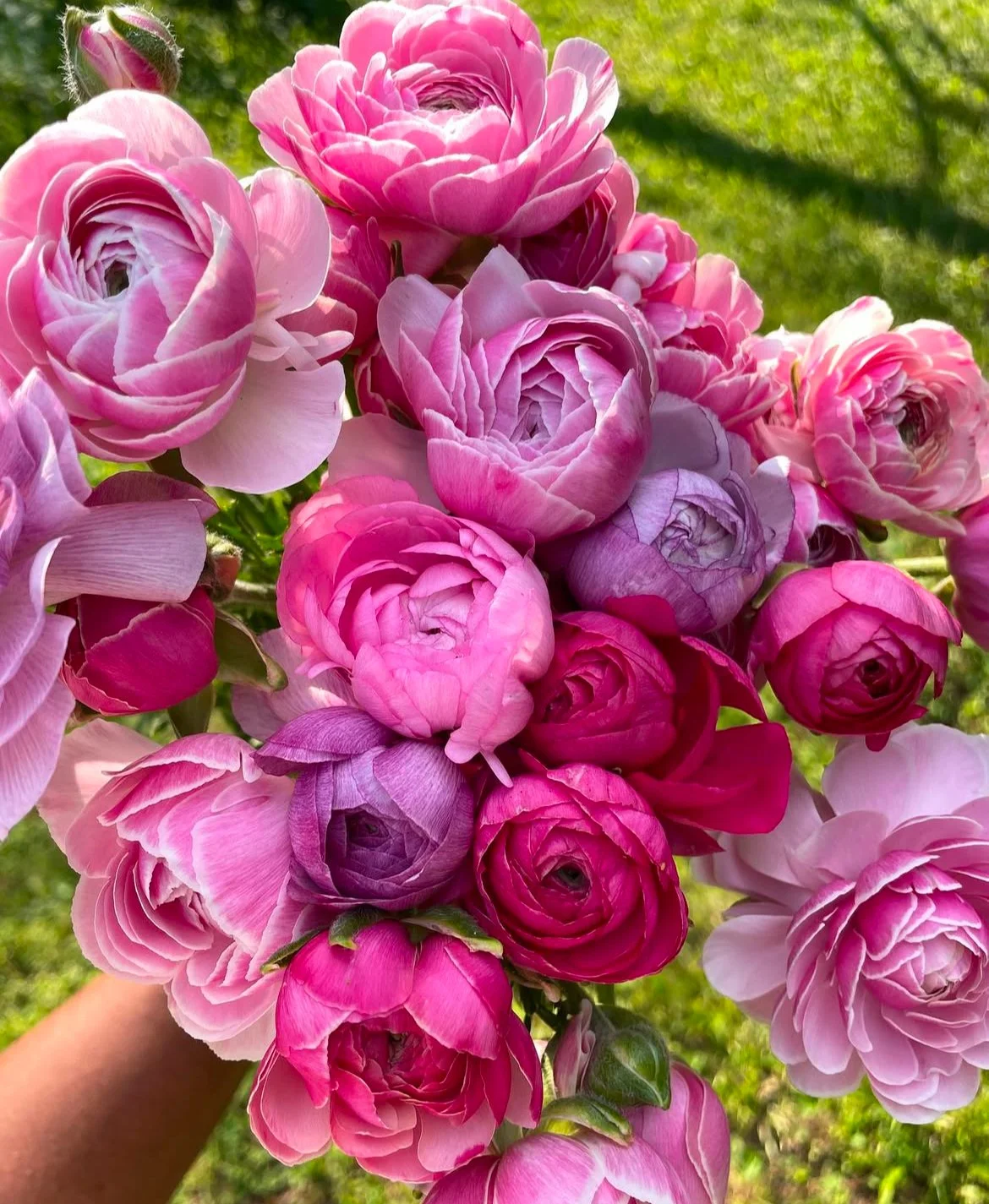 Late Spring/Summer 2026 CSA (May-June-July)