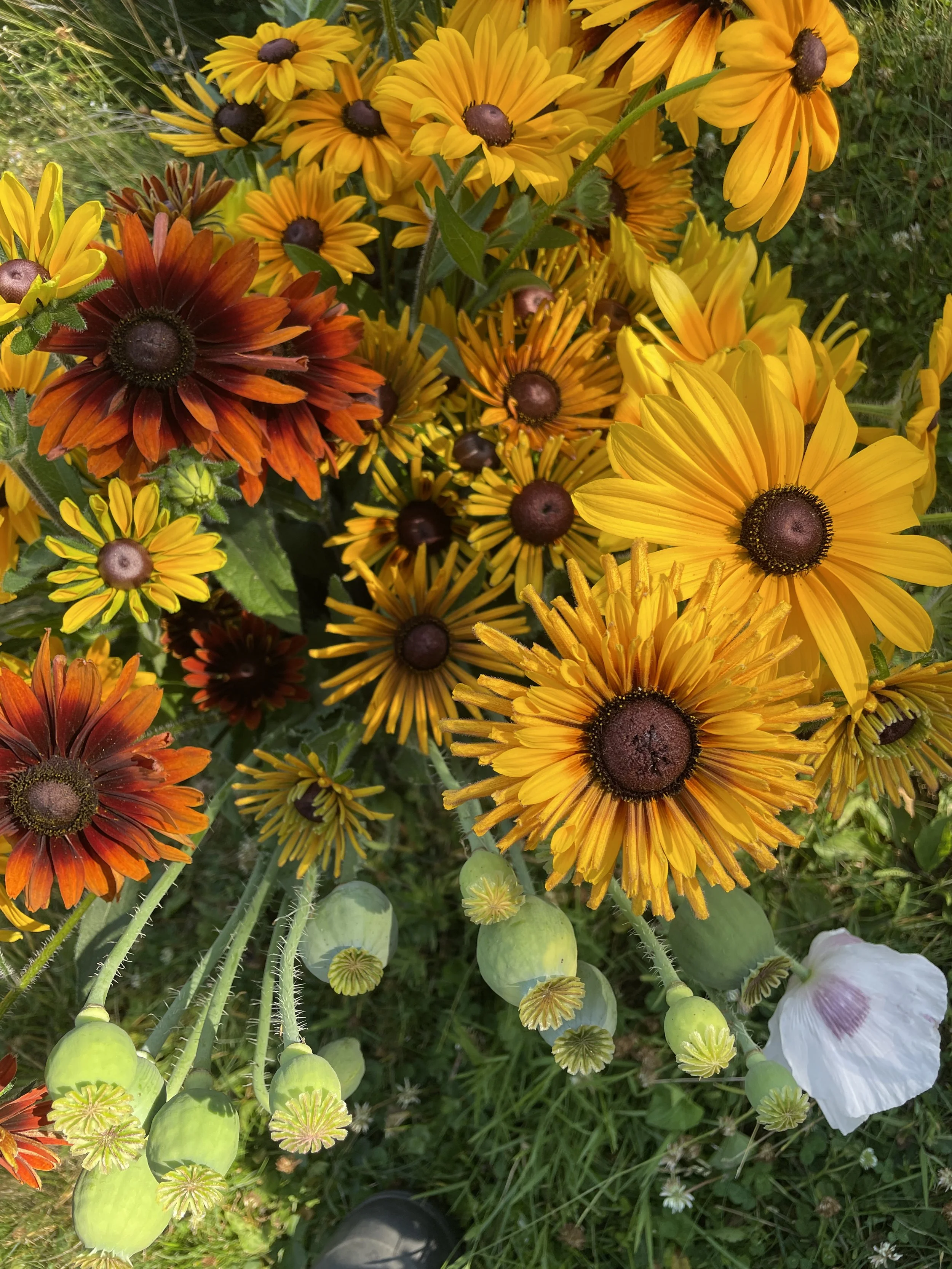 Late Summer/Fall 2026 CSA (August-Sept-Oct)