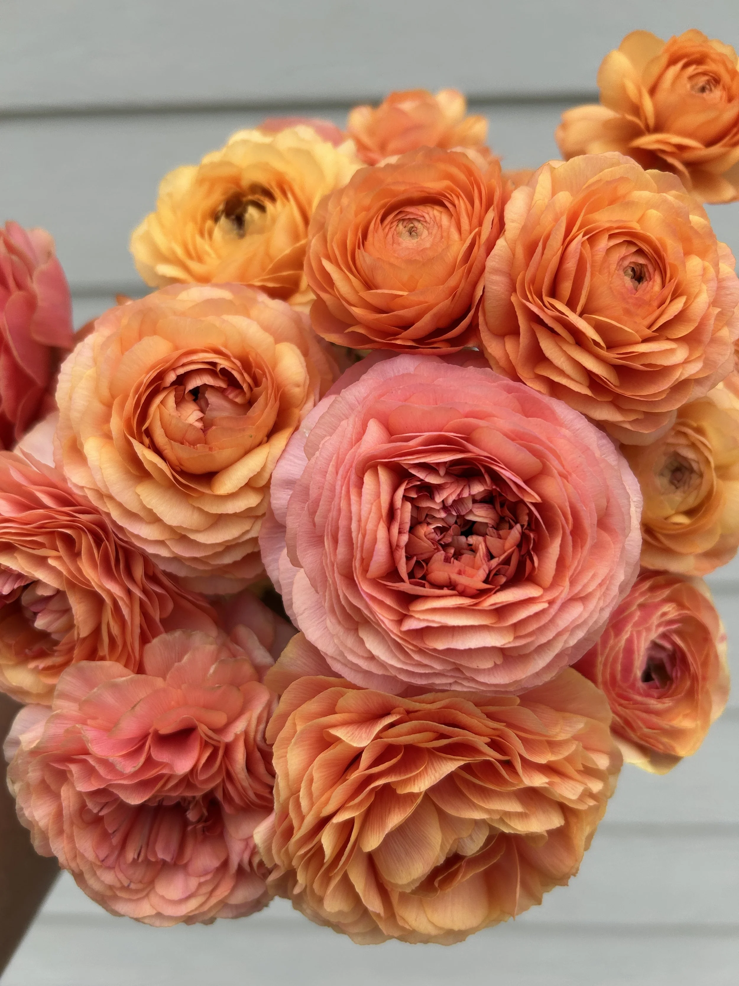 Mother's Day (Pre-Order)