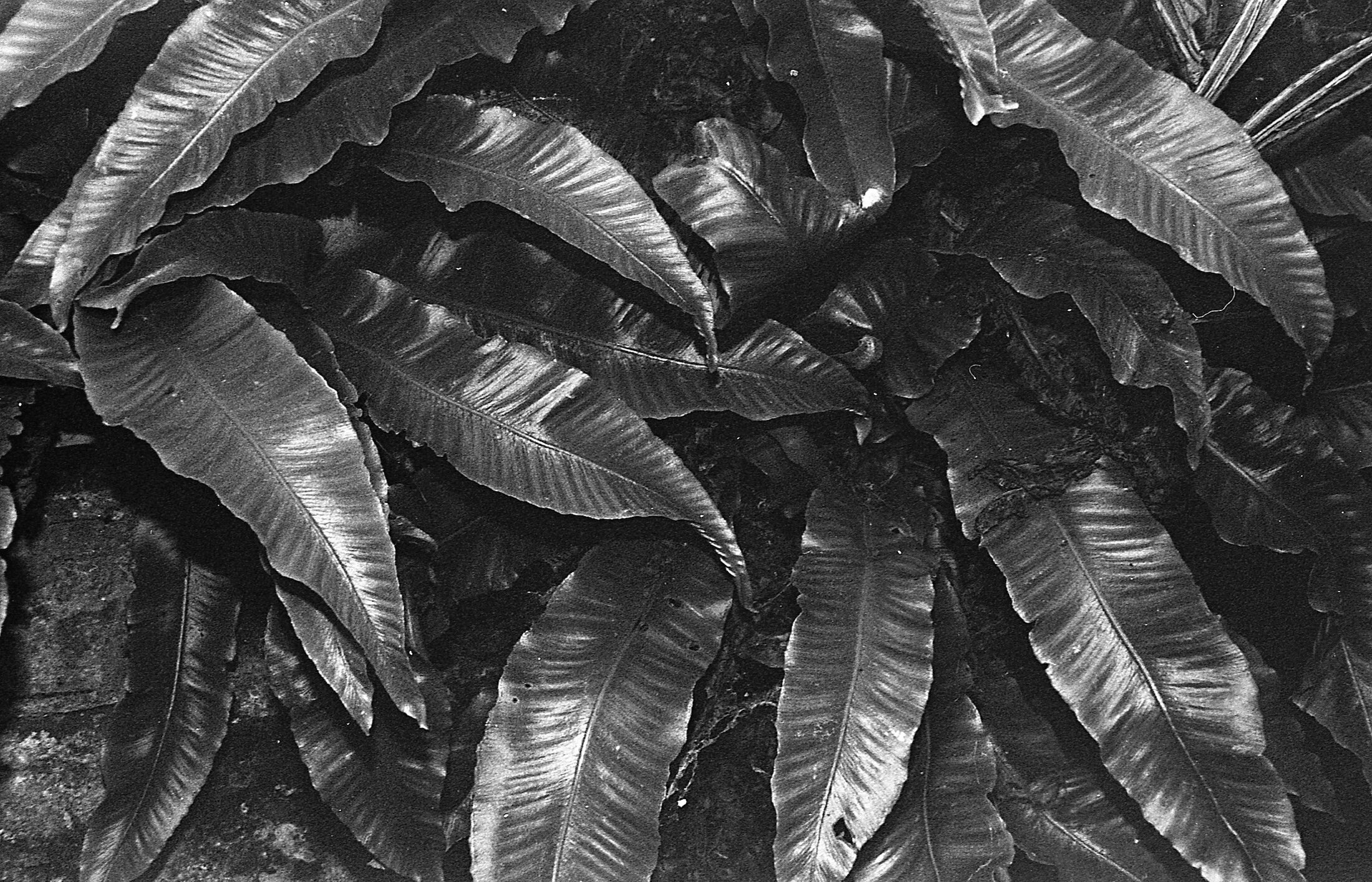 Elongated, broad leaves with prominent veins, overlapping each other.