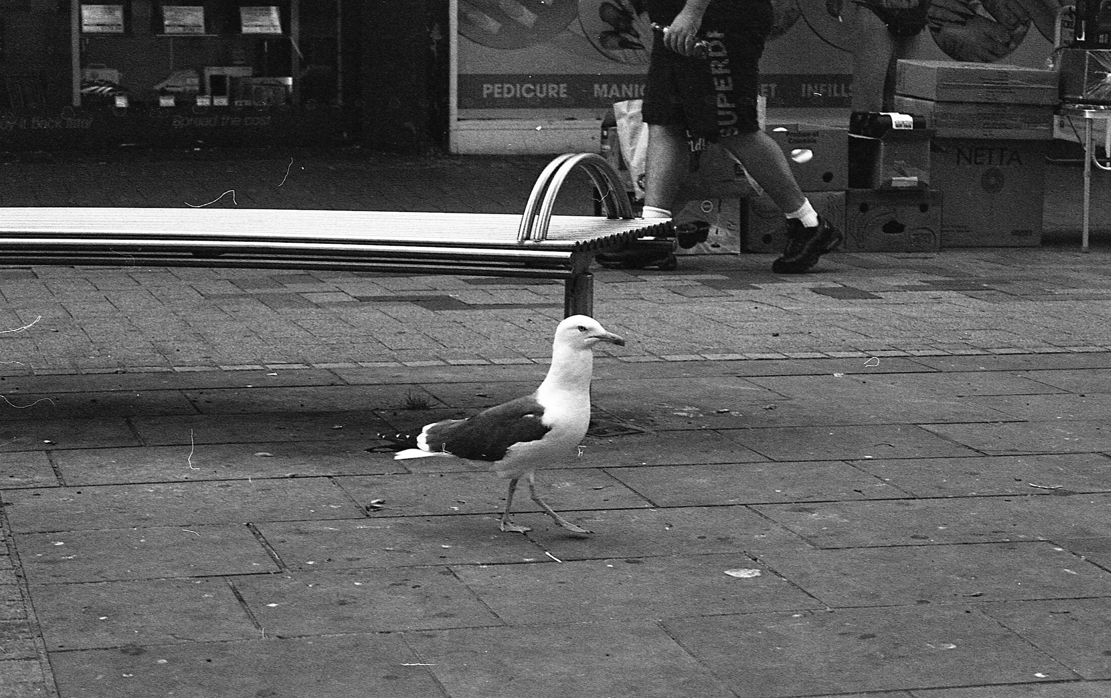 A seagull walking around a town centre, near a bench and a shop with boxes and signage