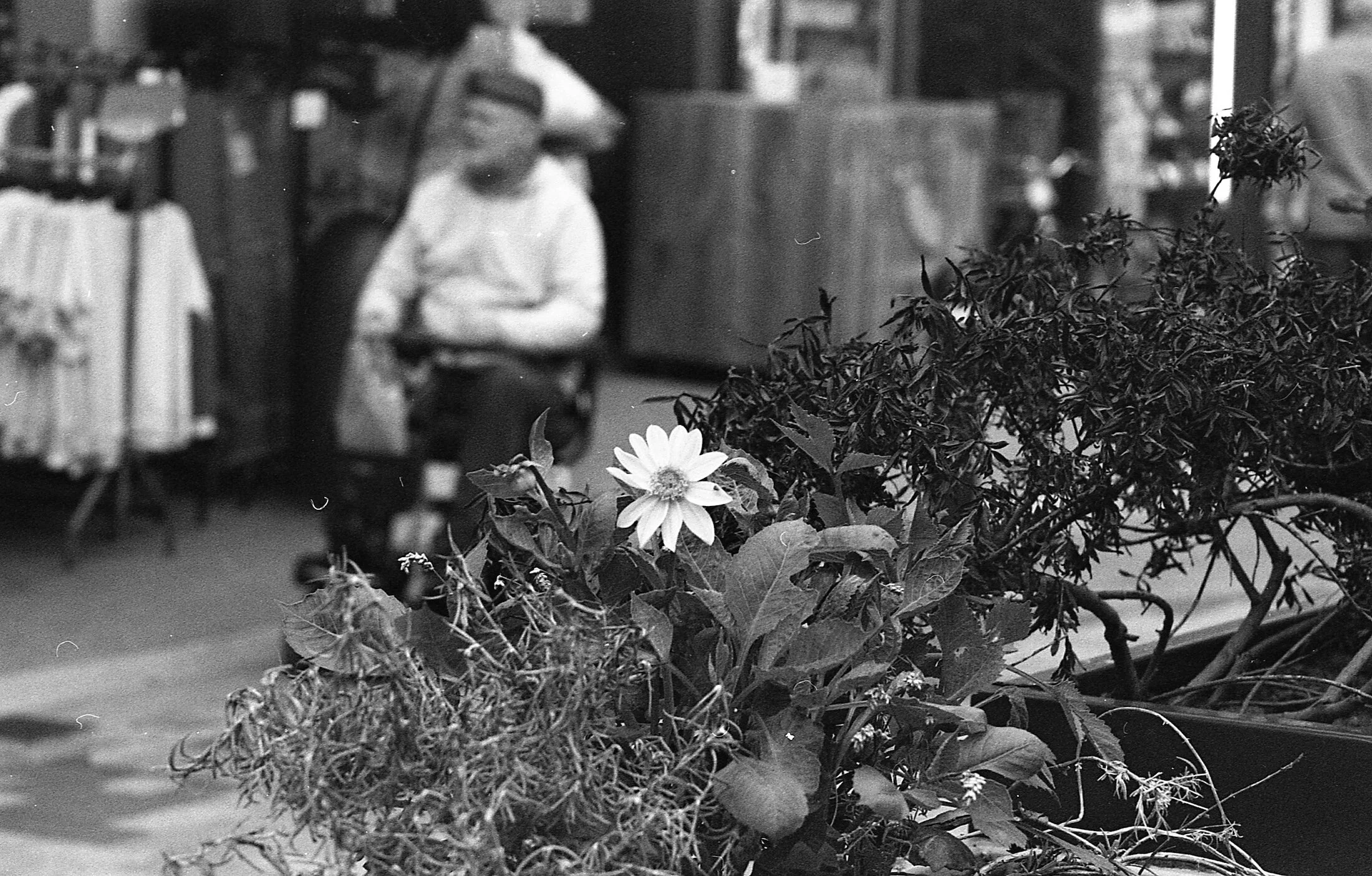 A single daisy and plants in the foreground. In the blurry background, a person is seated in front of a shop