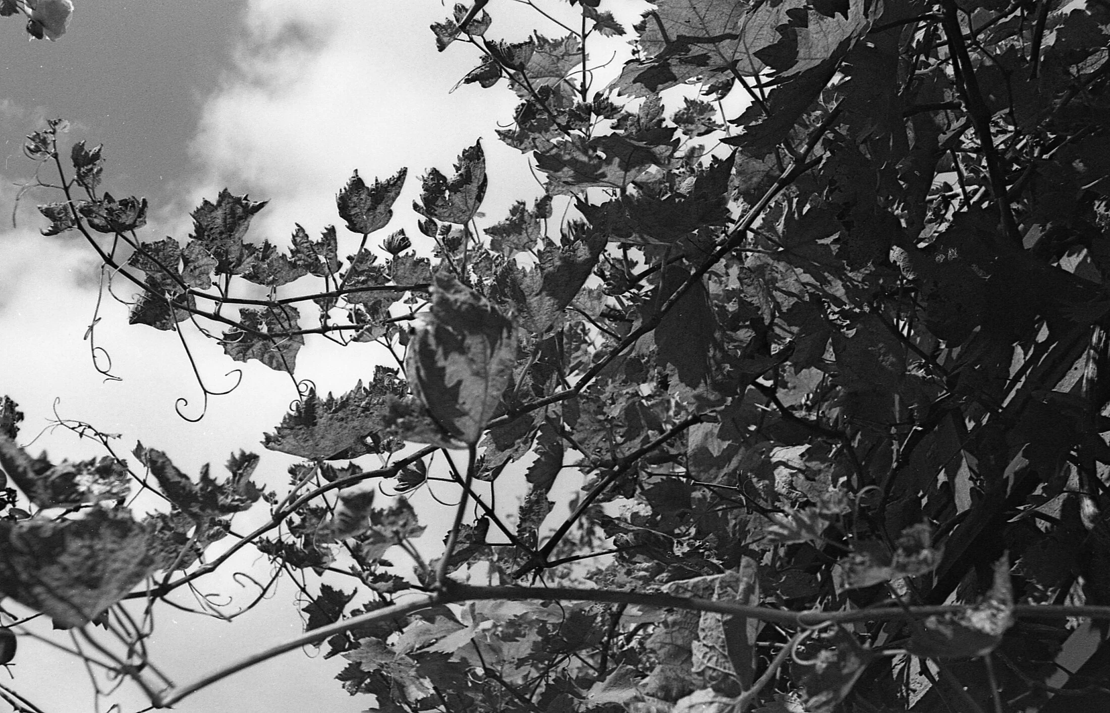 Black and white photo of dense leaves and vines against a cloudy sky.
