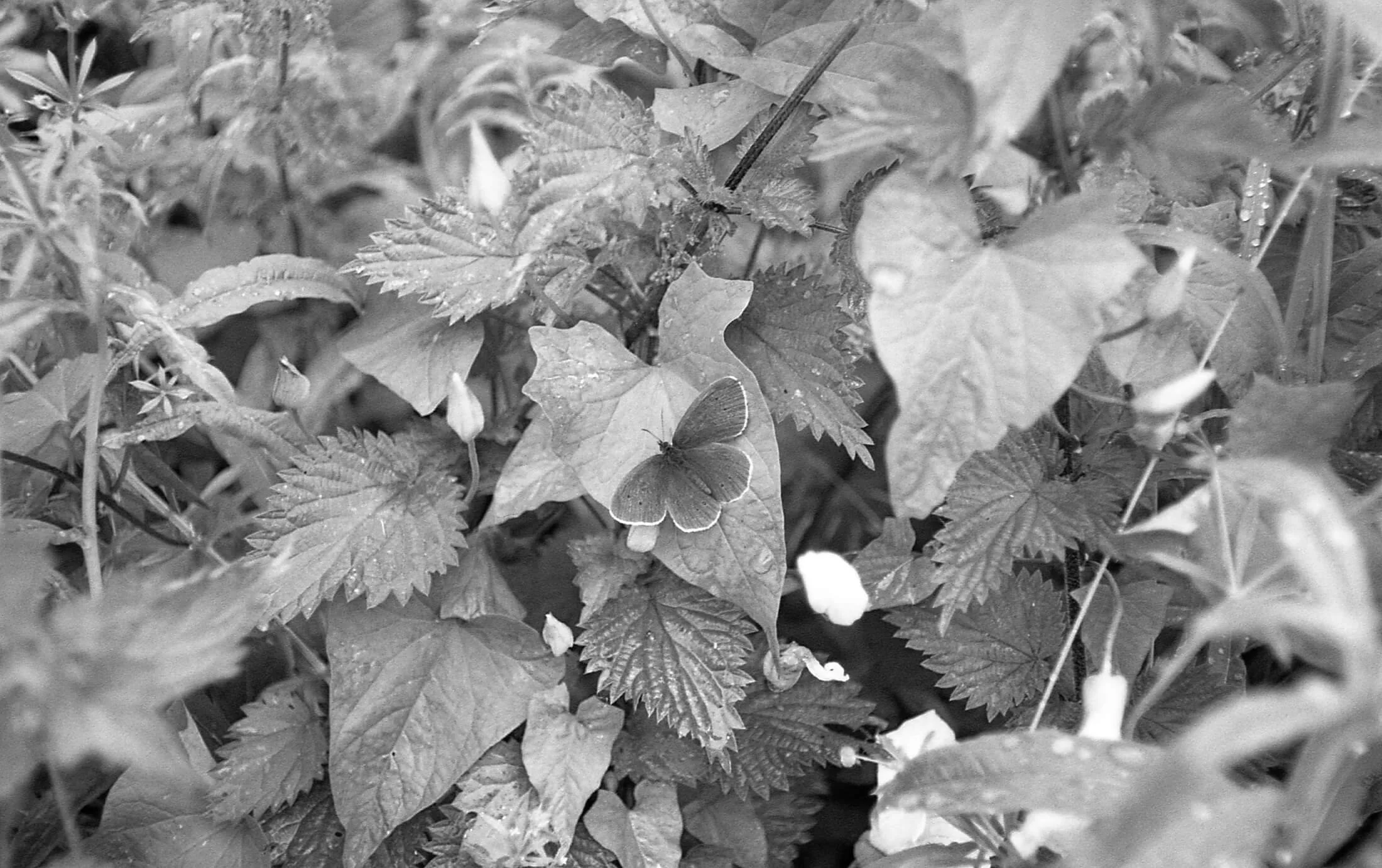 A butterfly resting on nettle leaves