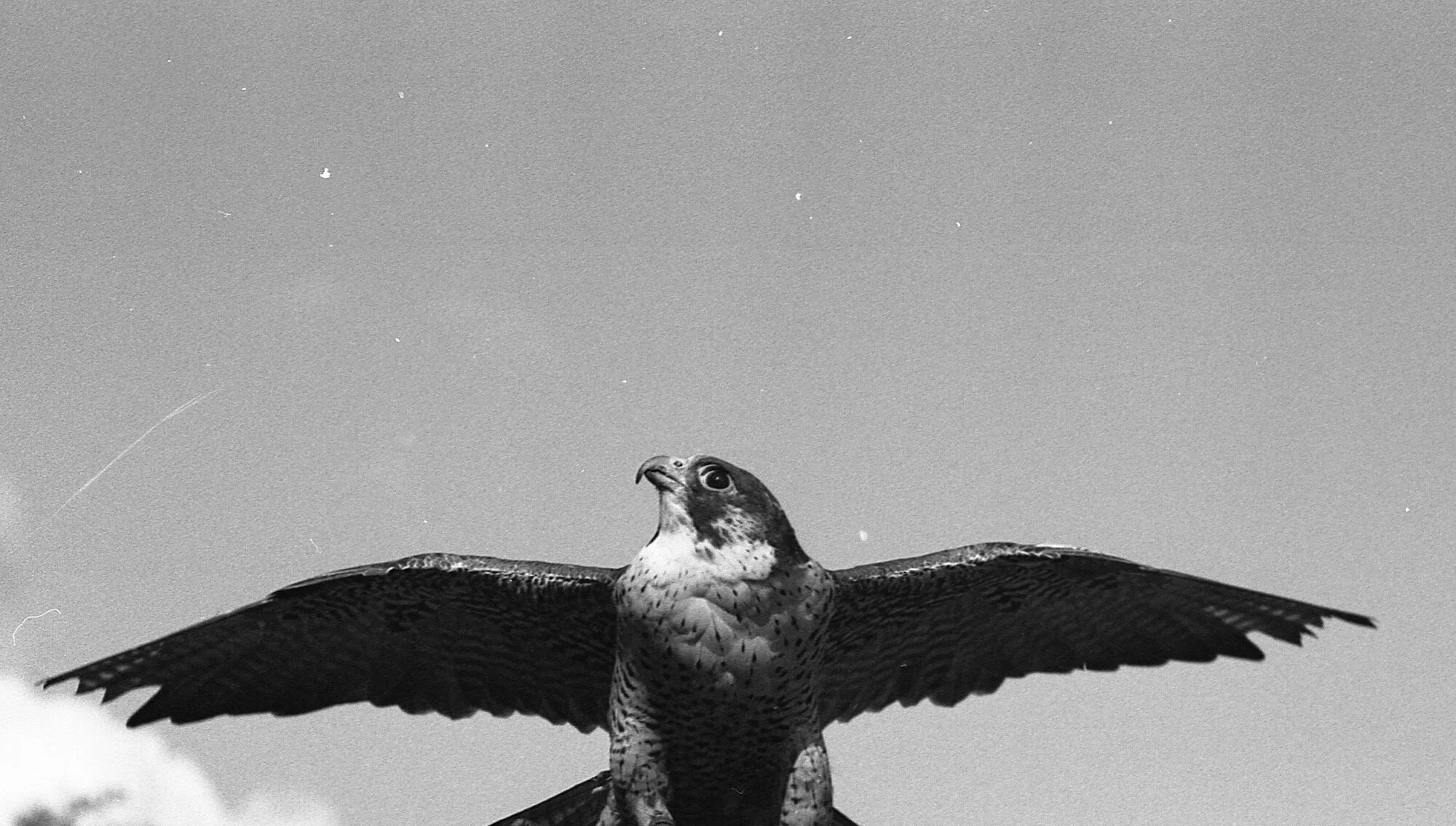 A peregrine falcon in flight, with its wings spread wide against the sky
