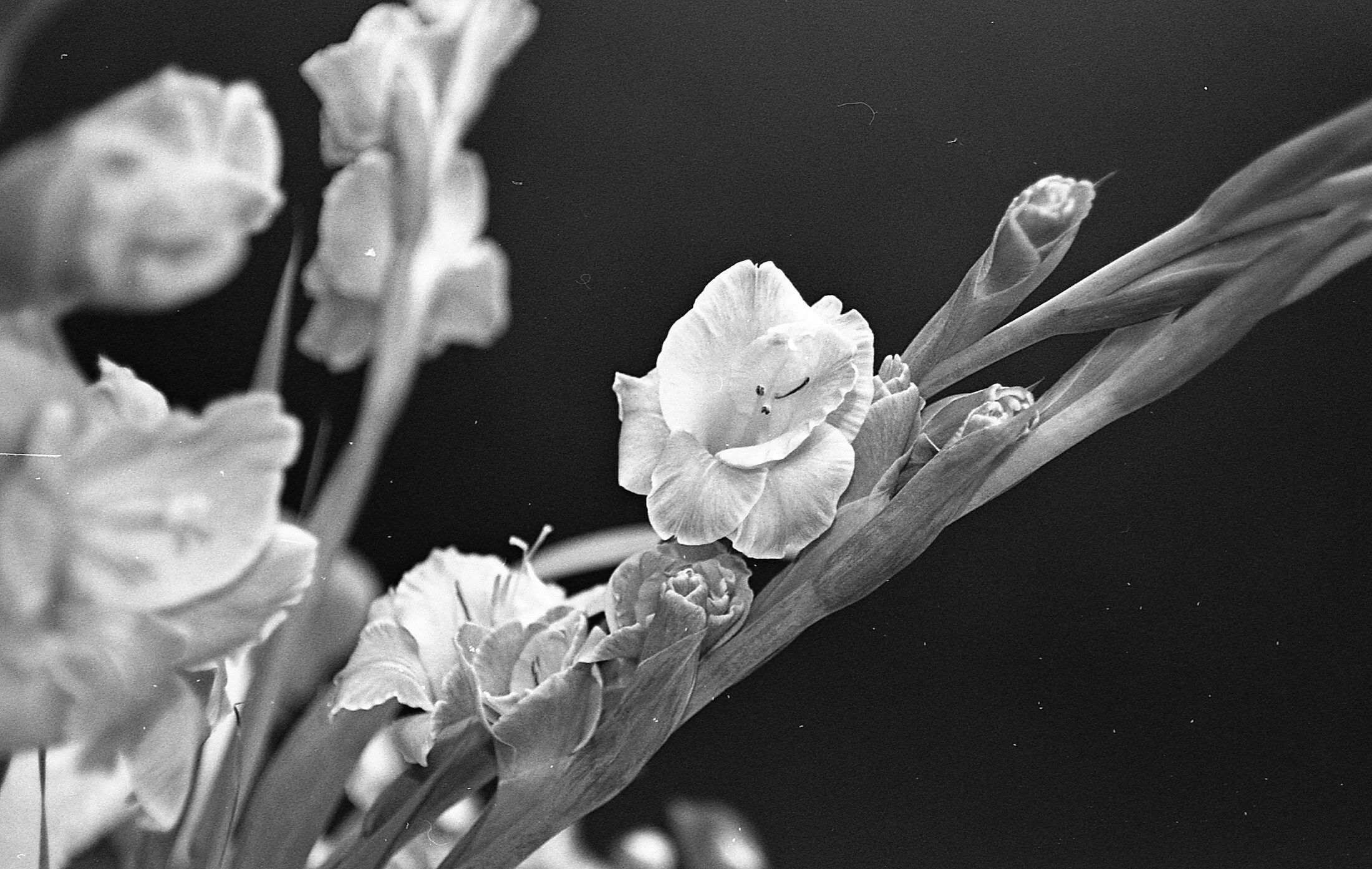 Close-up of a bouquet of gladiolus flowers in black and white, with some blooms fully open and others in bud, on a dark background.