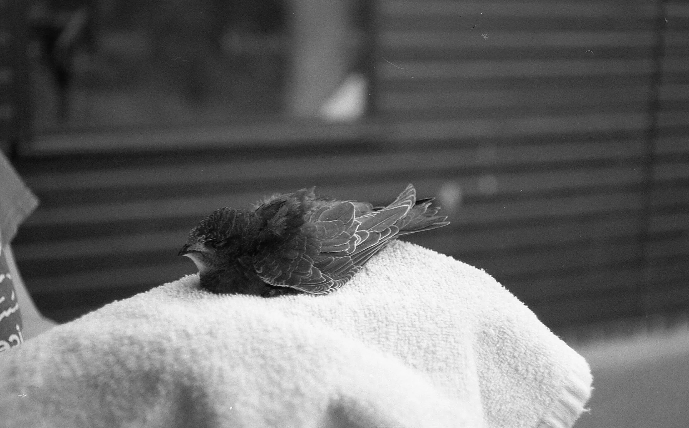 A small bird resting on a towel.