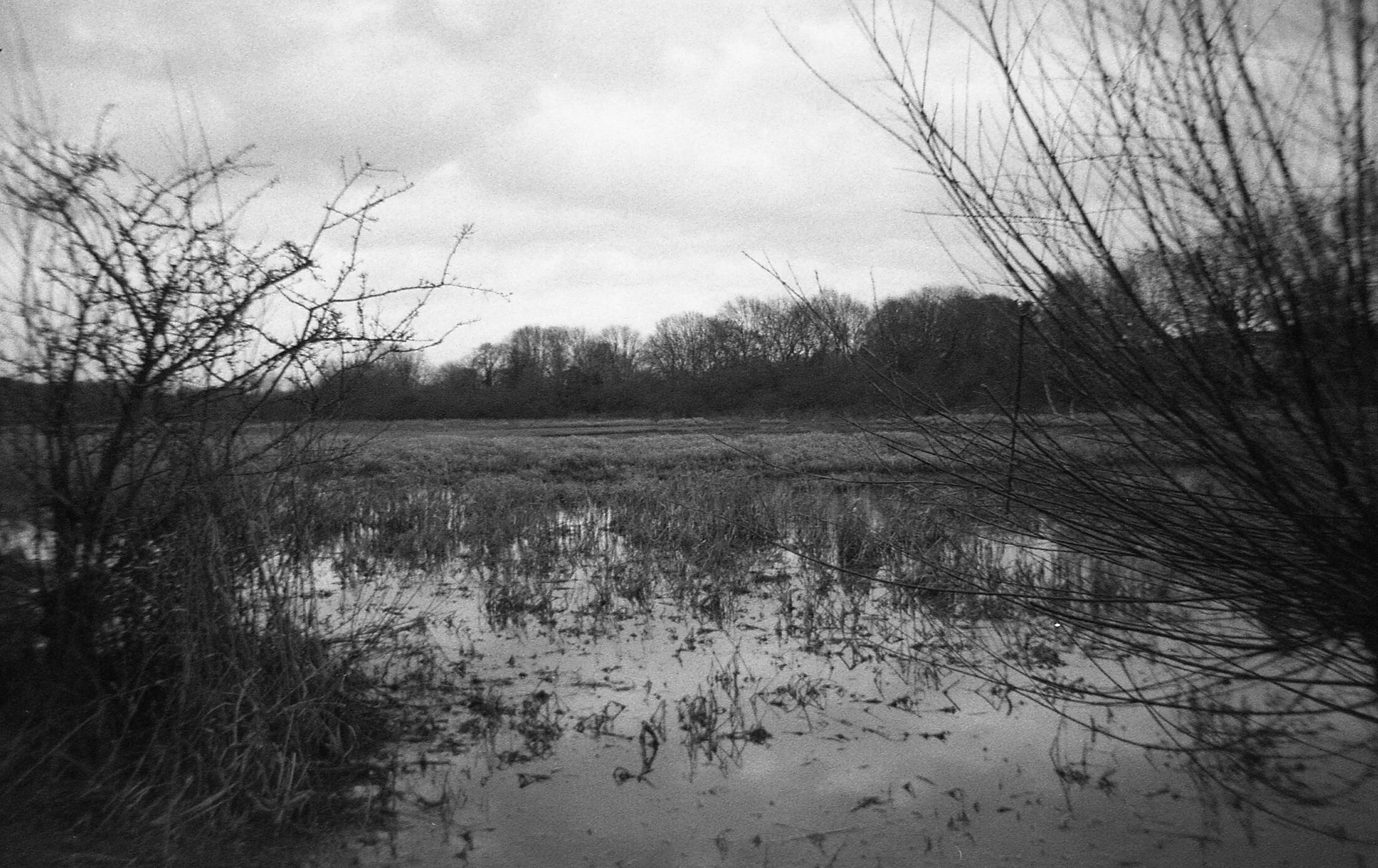 A wetland area with tall grasses, water, bare trees, and bushes, against an overcast sky