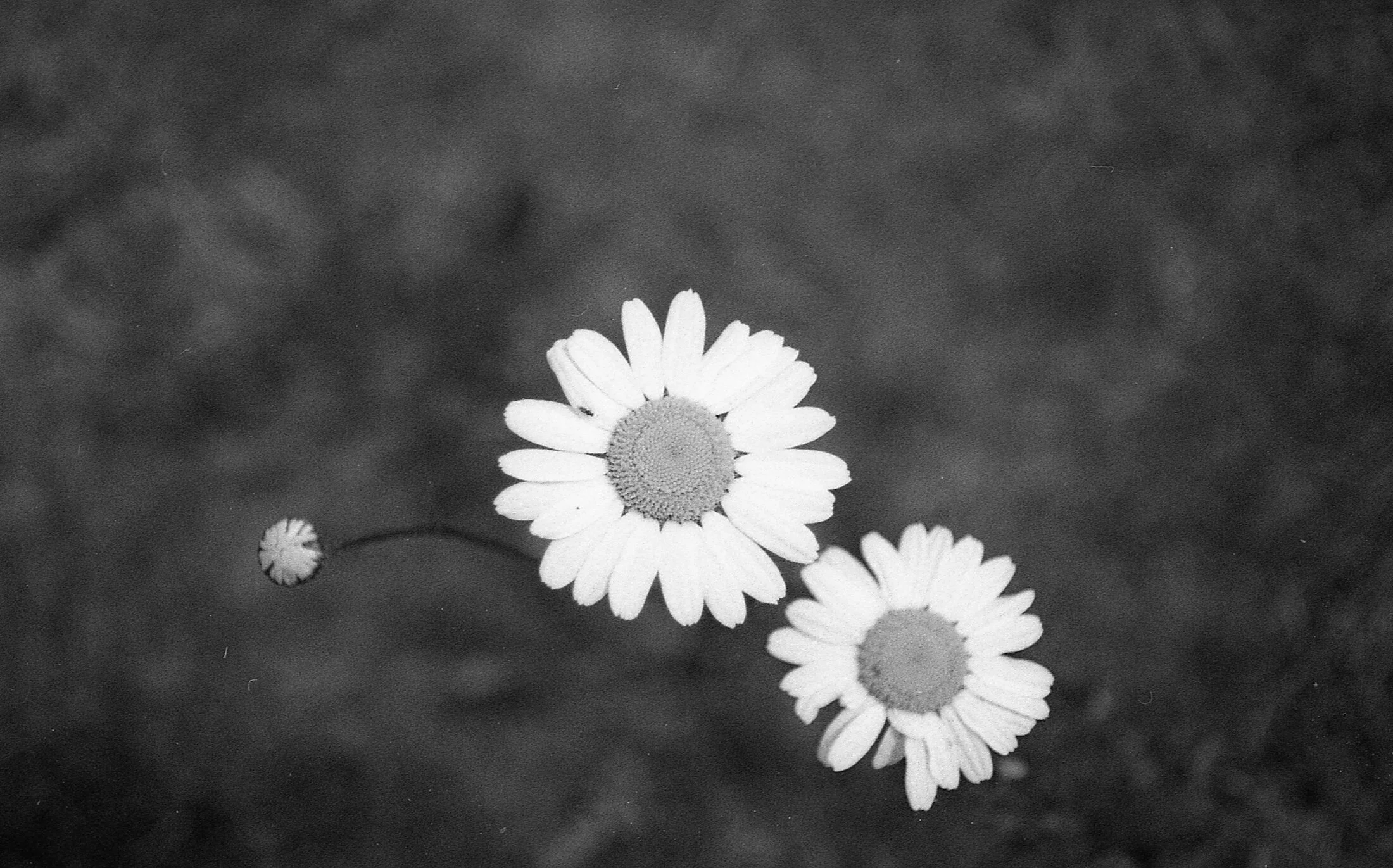 Three daisies, with the middle two flowers fully open and one smaller daisy bud to the left on a curved stem