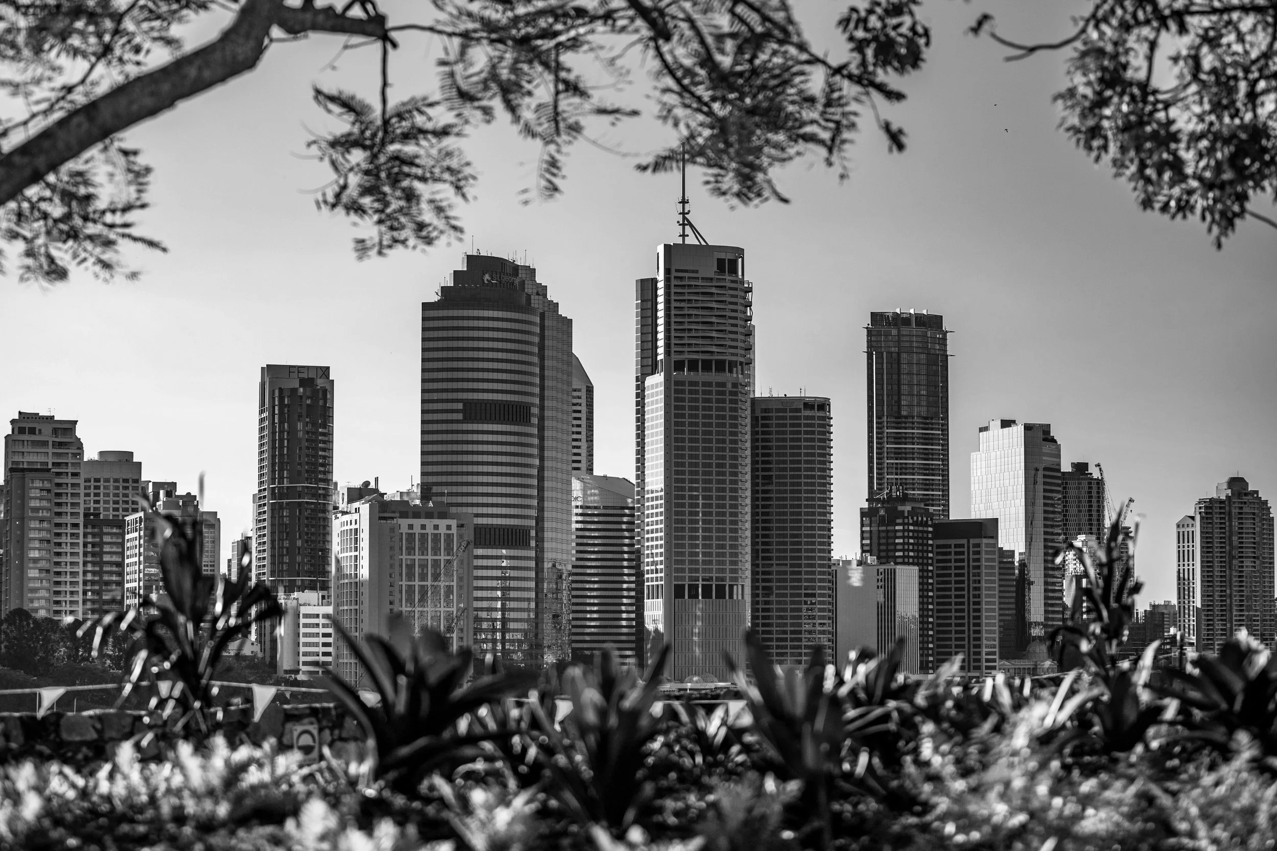 Brisbane Australia central business district black and white photo of a city skyline with tall skyscrapers, viewed through branches and leaves in the foreground.