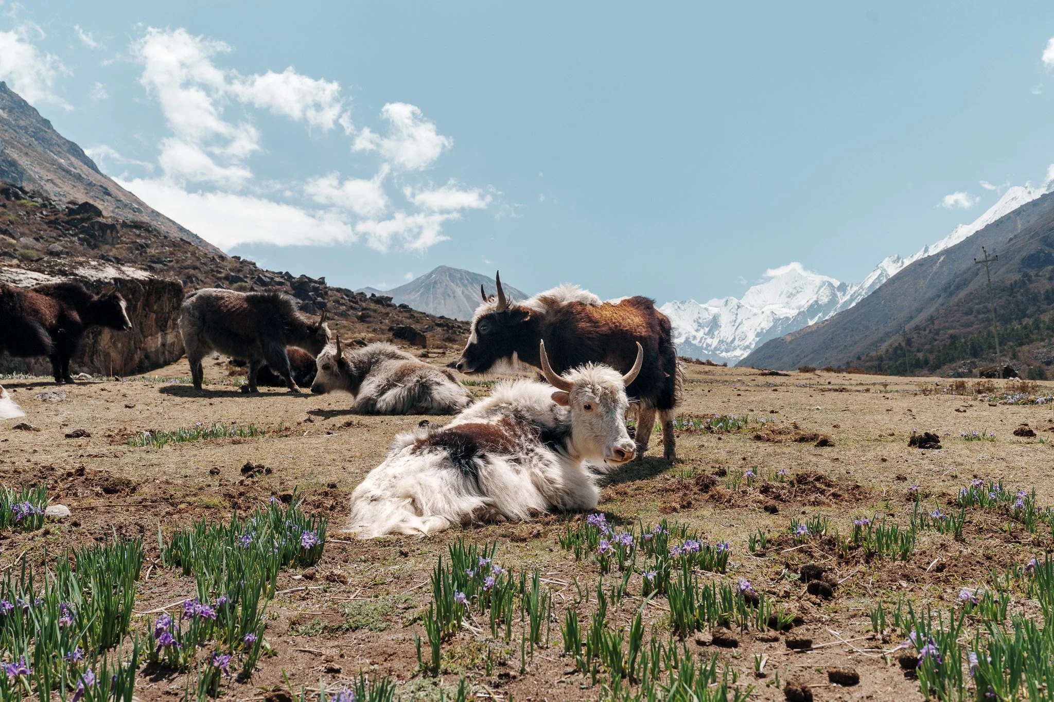A group of goats resting on a grassy mountain field with snow-capped peaks in the background, under a partly cloudy sky.