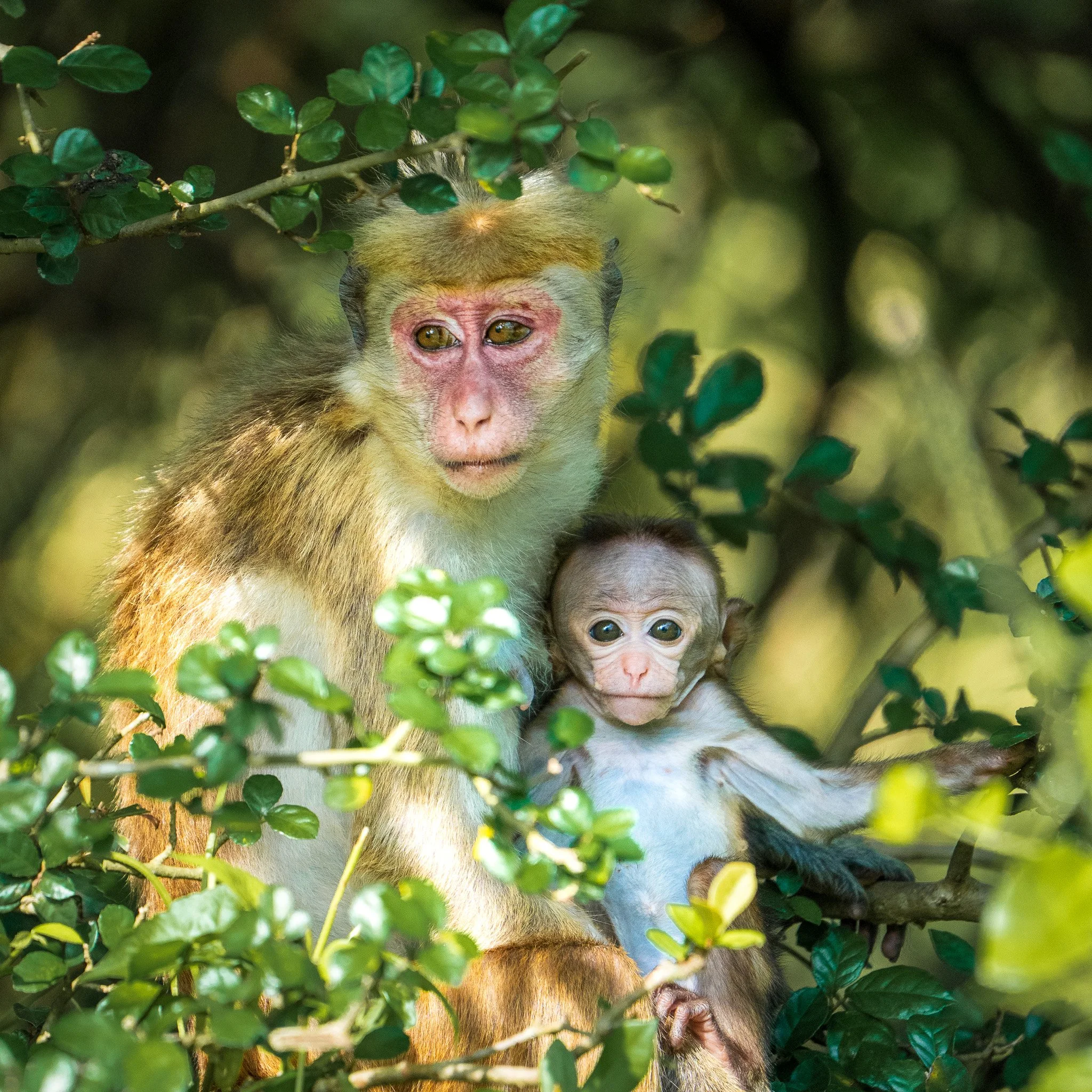 Two monkeys, an adult and a juvenile, sitting amidst green foliage in a natural environment.