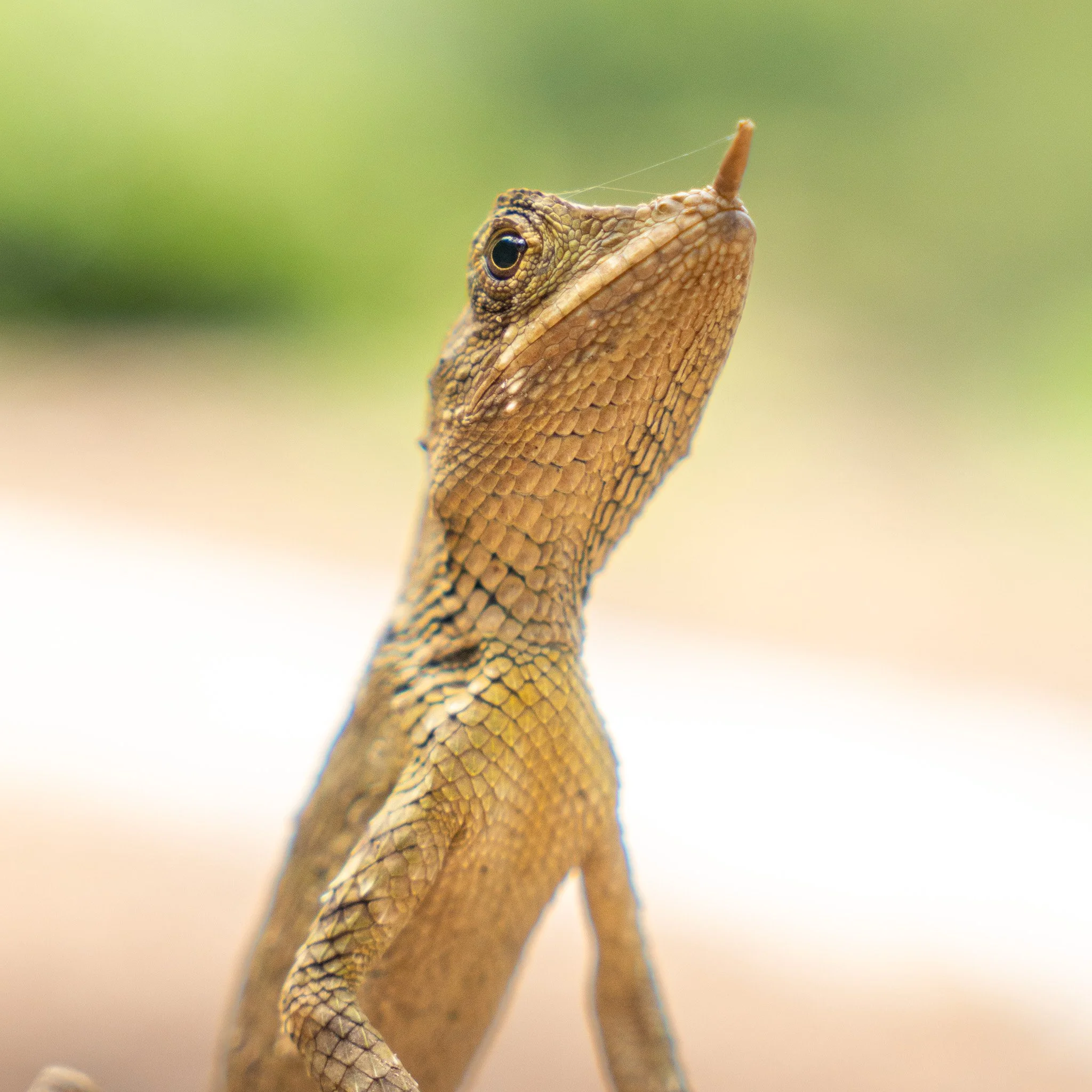Close-up of a brown lizard with textured scales, with a blurred green and beige background.