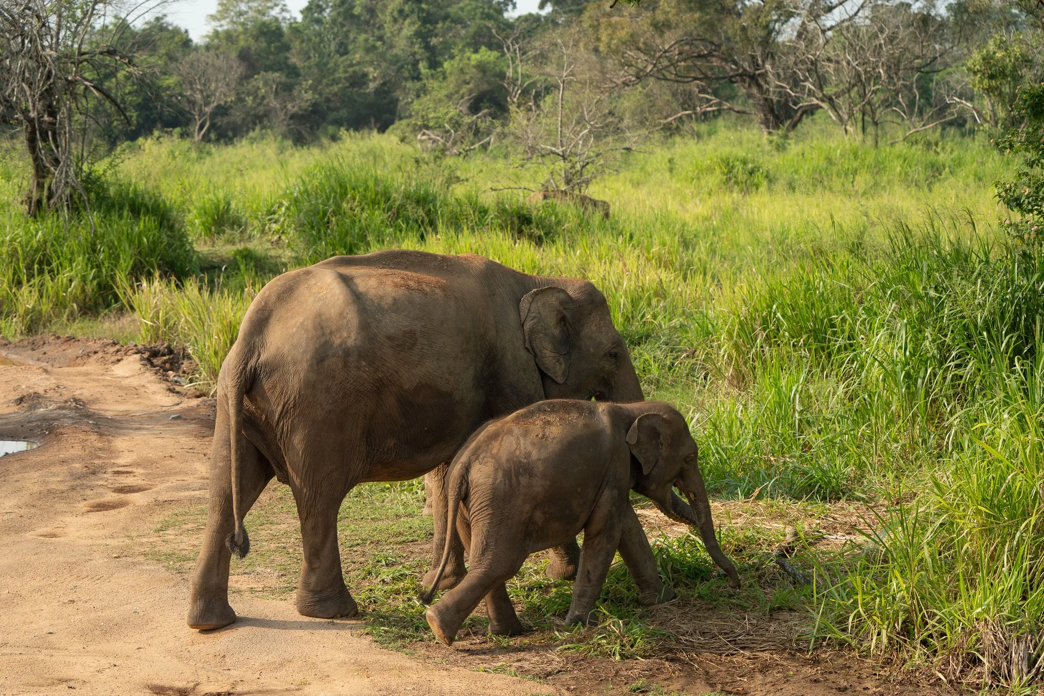 Two elephants, an adult and a baby, walking along a dirt path in a lush green grassland with trees in the background.