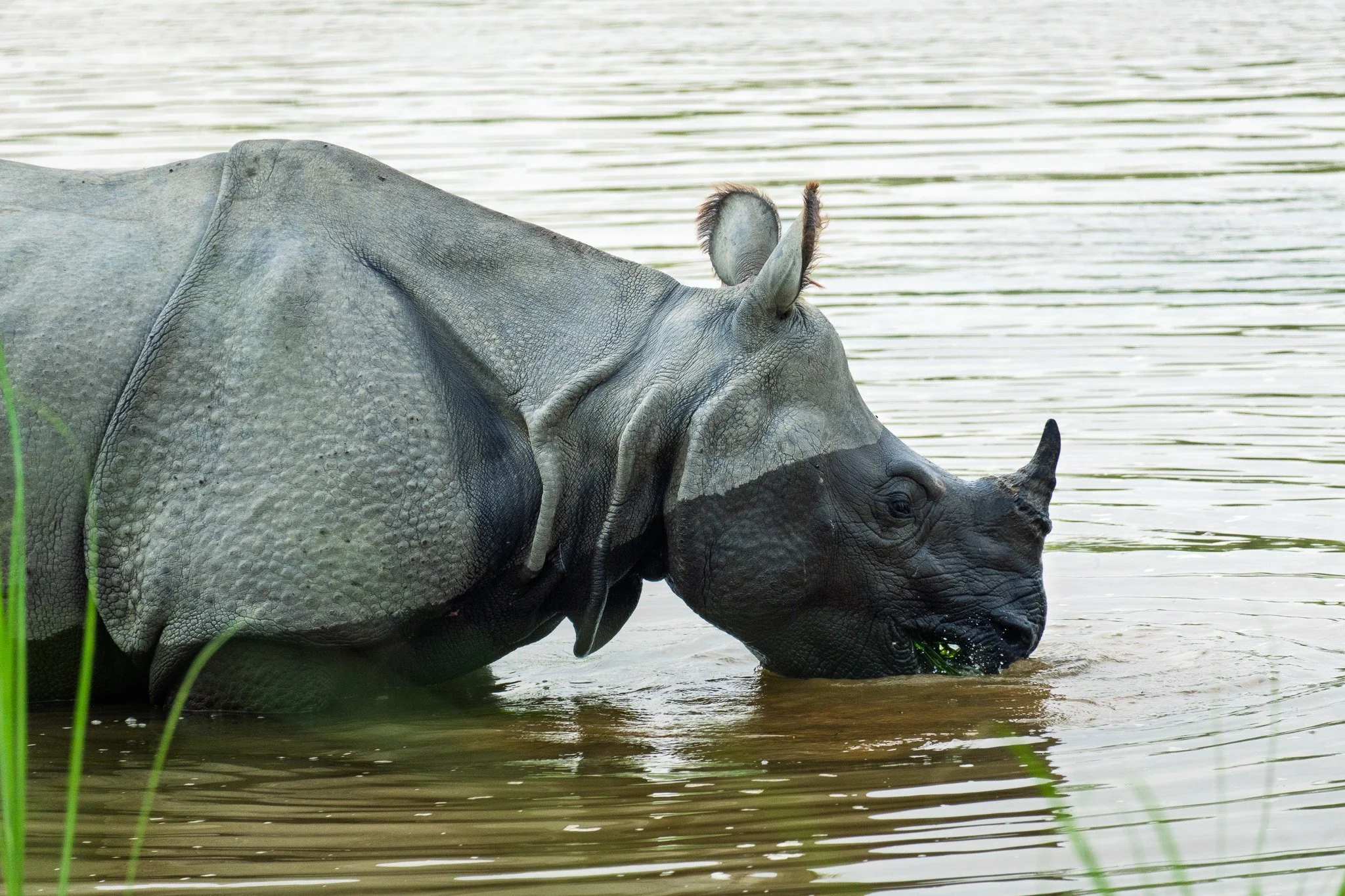 A rhinoceros drinking water in a natural habitat with green plants nearby.