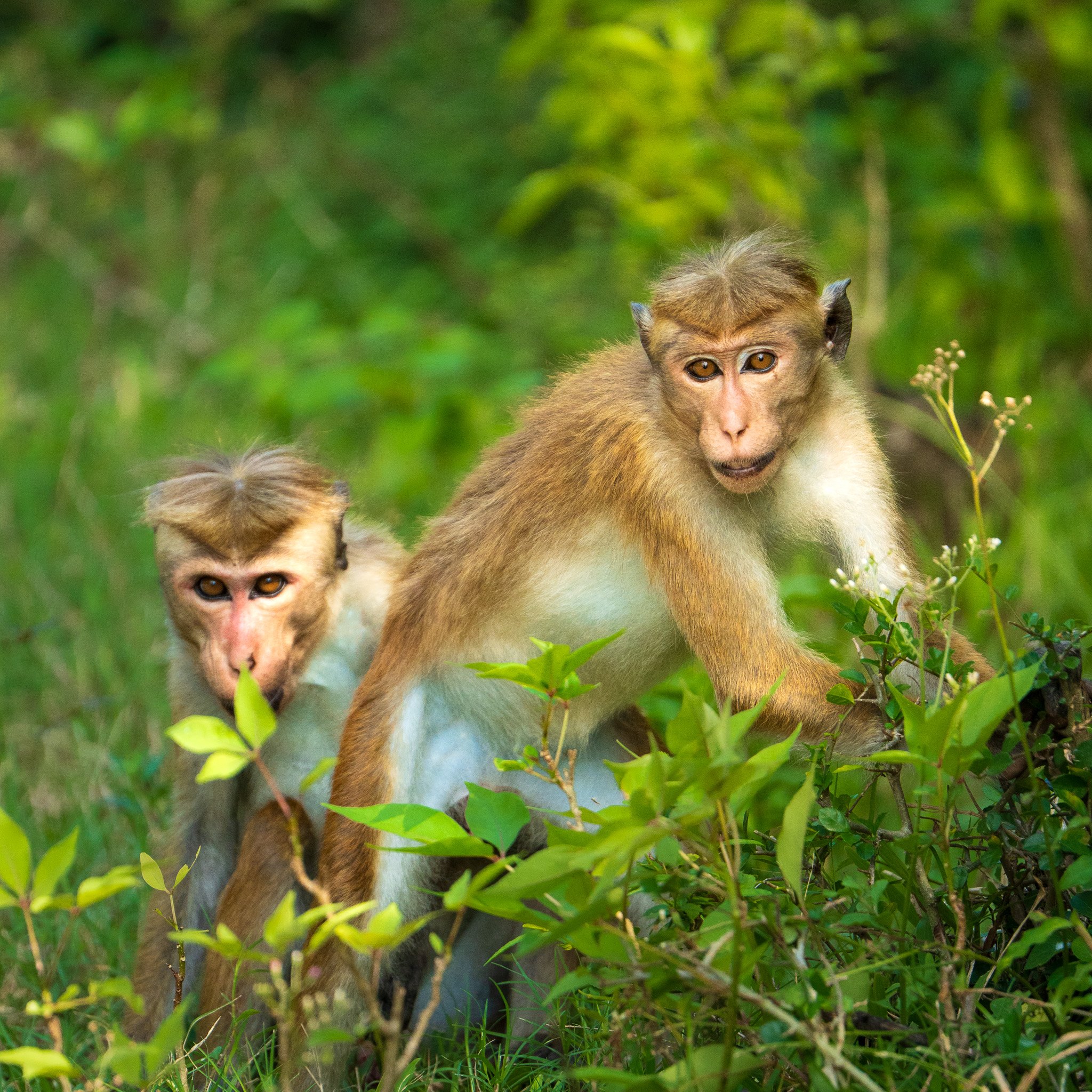 Two monkeys in a green forest, one sitting and another standing among foliage.