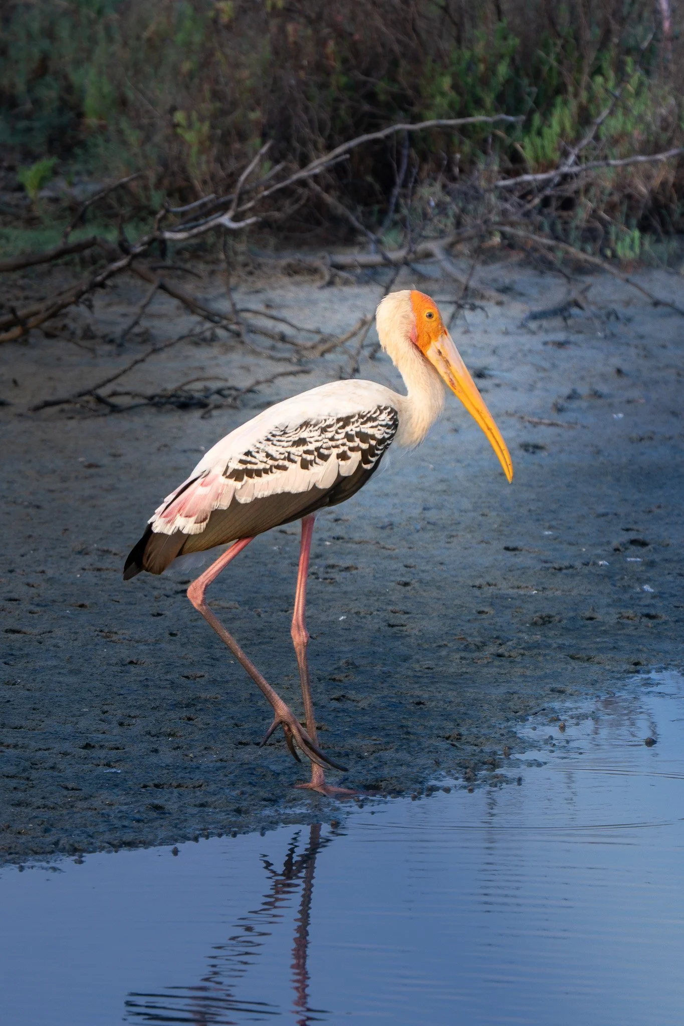 A stork standing at the edge of a body of water with one leg in the water and the other lifted, with trees and branches in the background.