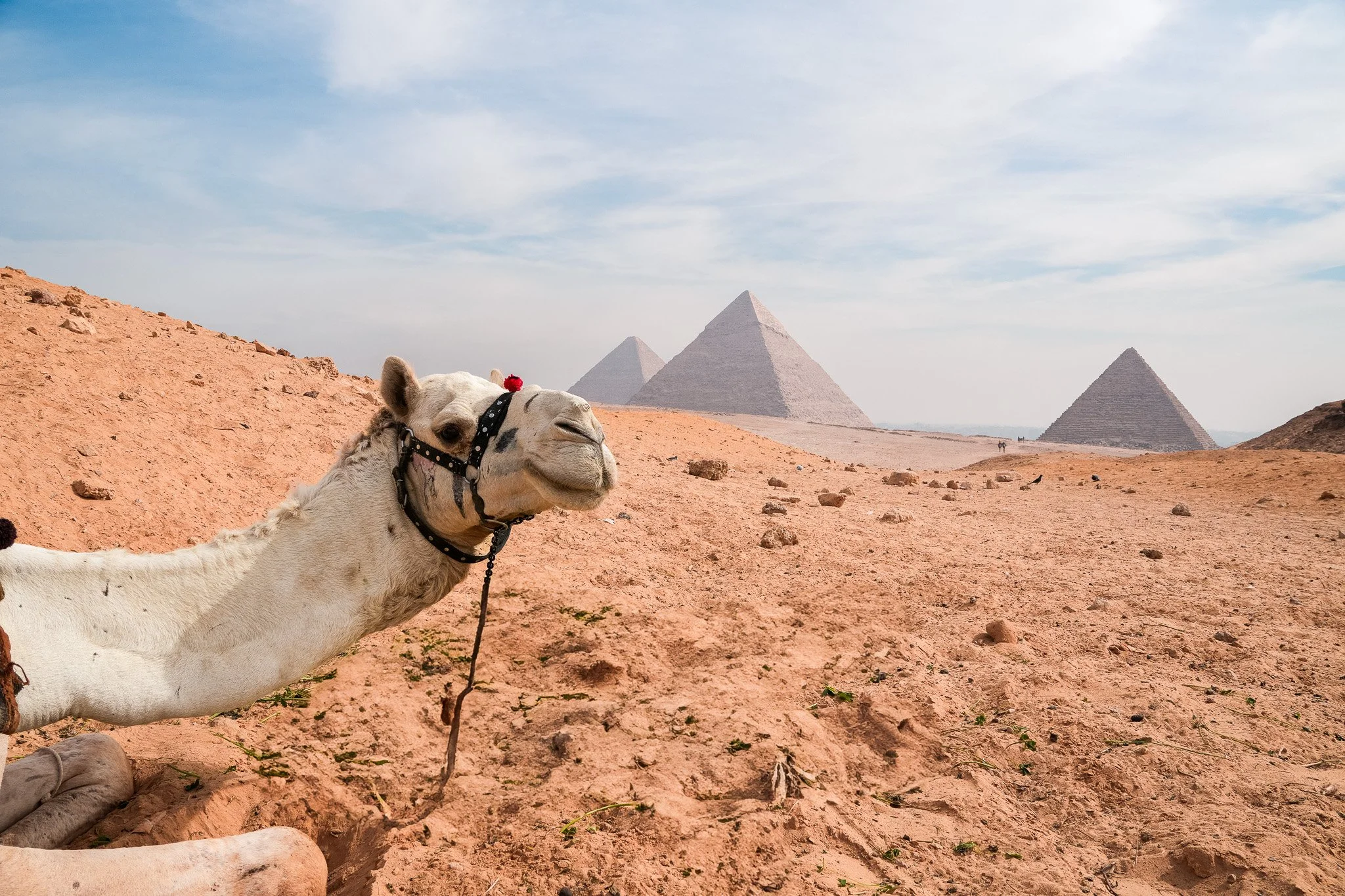 A camel lying on the desert sand with the pyramids of Egypt in the background under a partly cloudy sky.