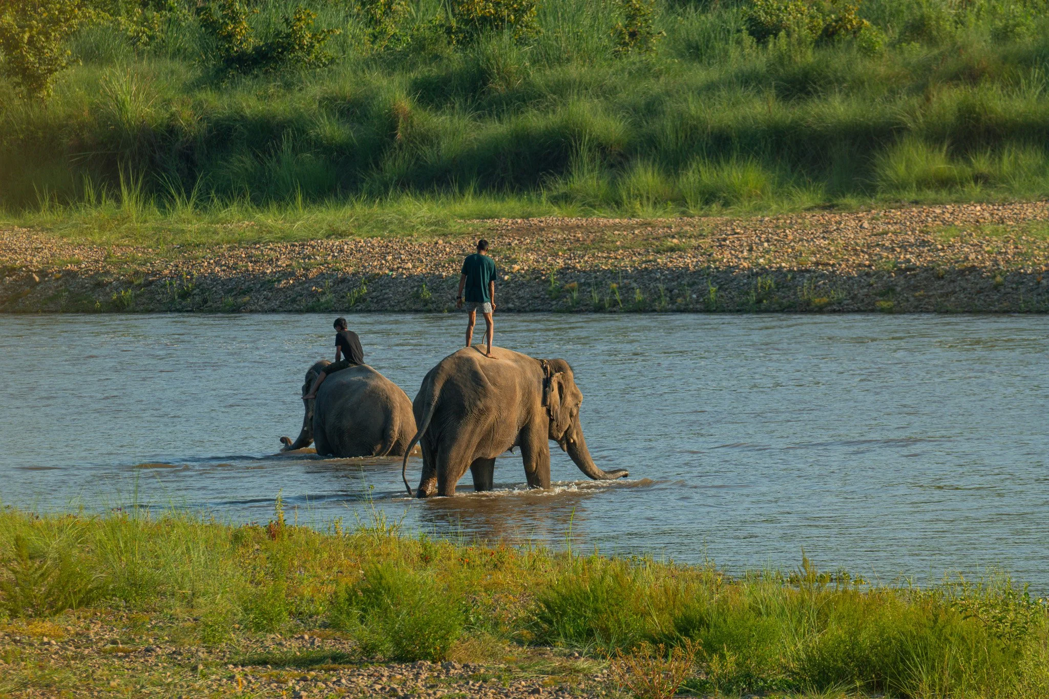 Two elephants with people riding on their backs walk through a river in a lush, green landscape.