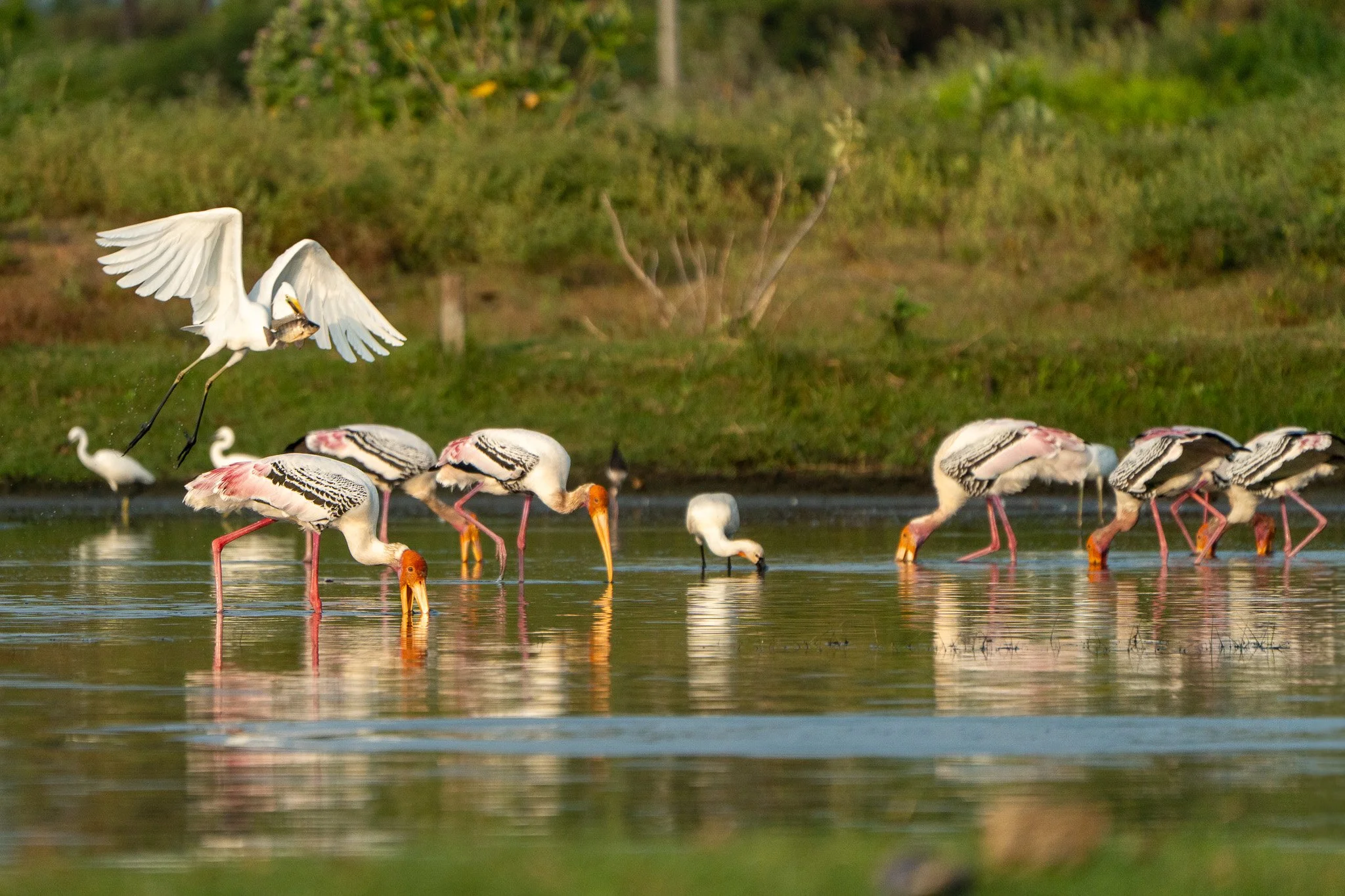 Group of painted storks foraging in a shallow pond with one white egret taking off in the background.
