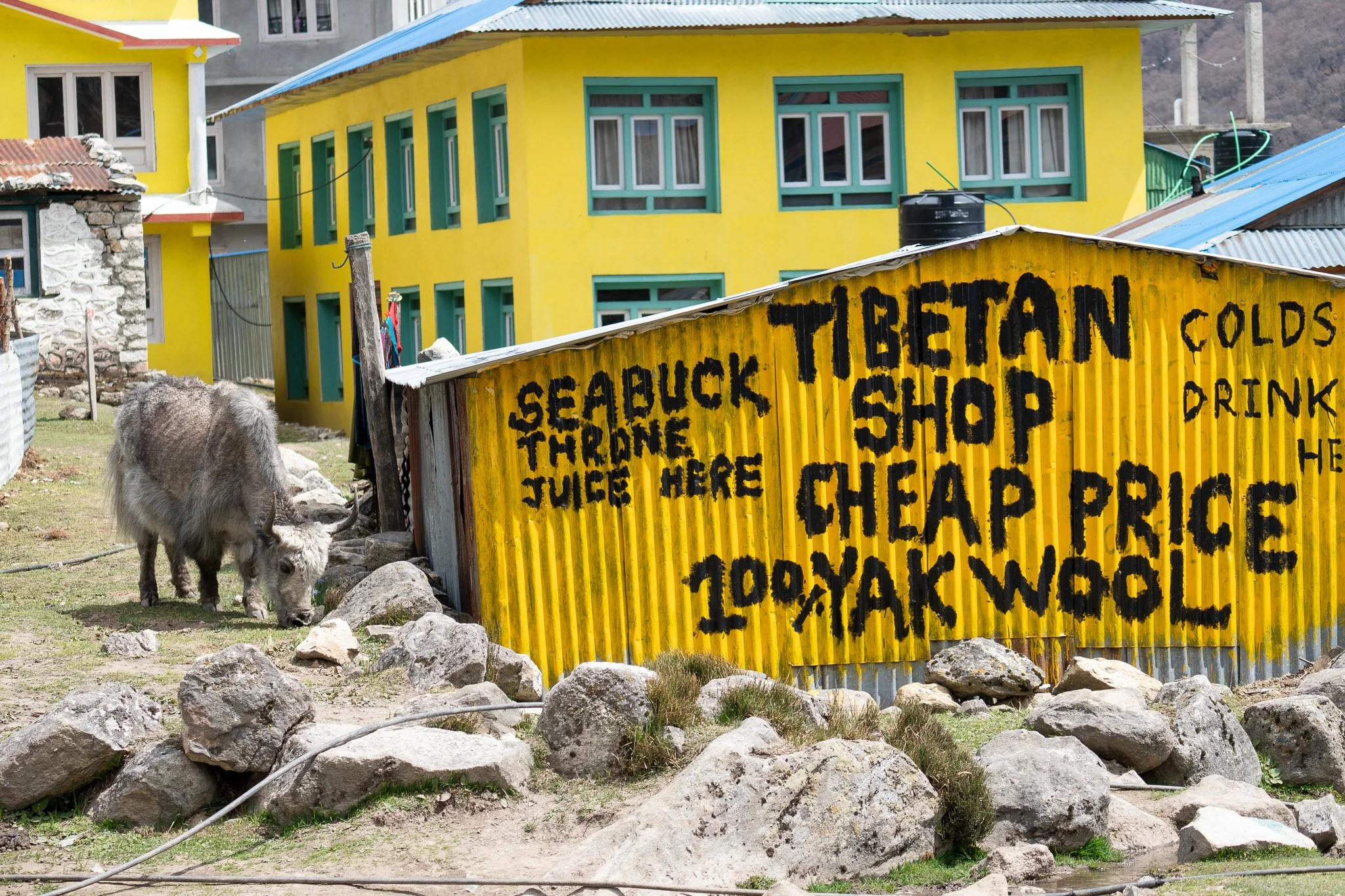 A yellow building with green window frames, a small stone structure, a yak grazing on the ground, and a yellow corrugated metal sign with black hand-painted text advertising a shop selling Tibetans and cold drinks at cheap prices.