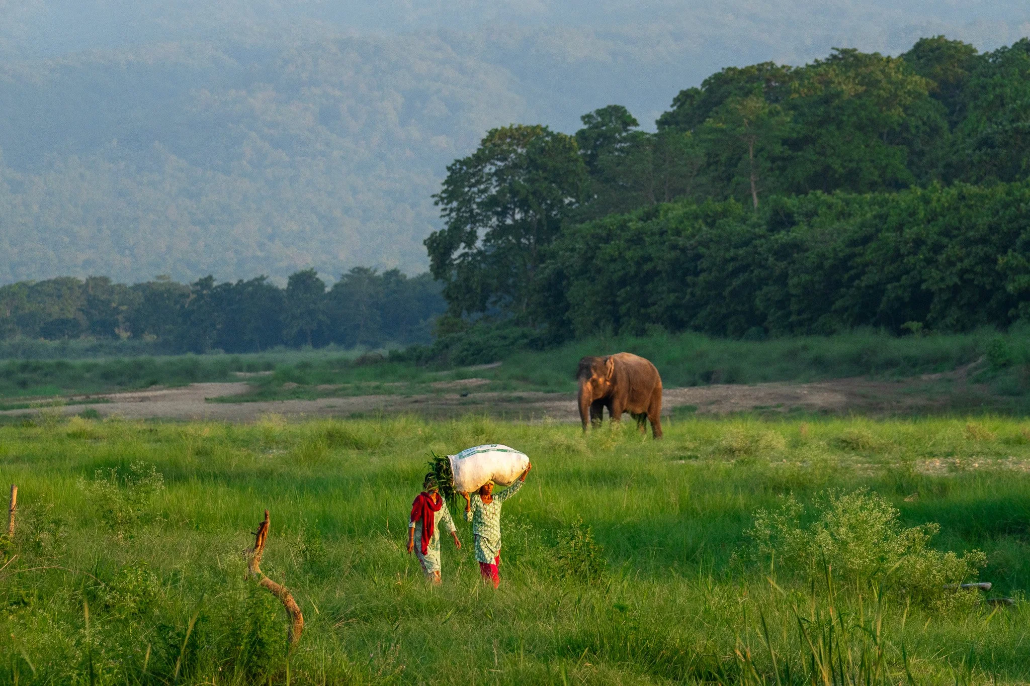 Two women walking through a grassy field, carrying a large bundle on their head, with a distant elephant and lush green trees in the background.