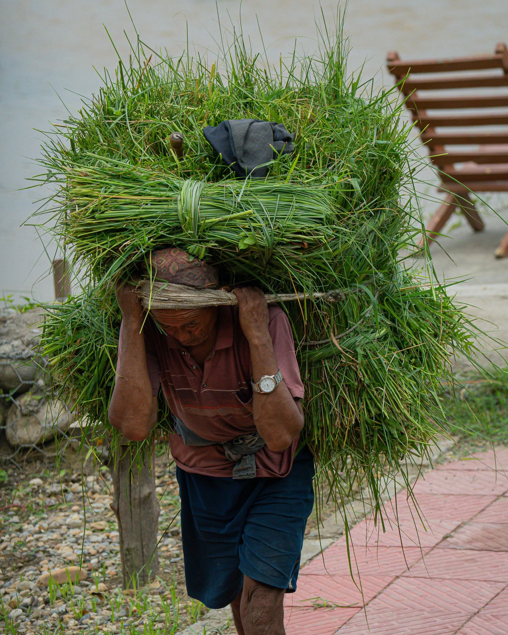 An elderly man carrying a large bundle of grass on his back with a wooden stick, wearing a watch, a cap, and a short-sleeved shirt, walking along a path with a park bench in the background.