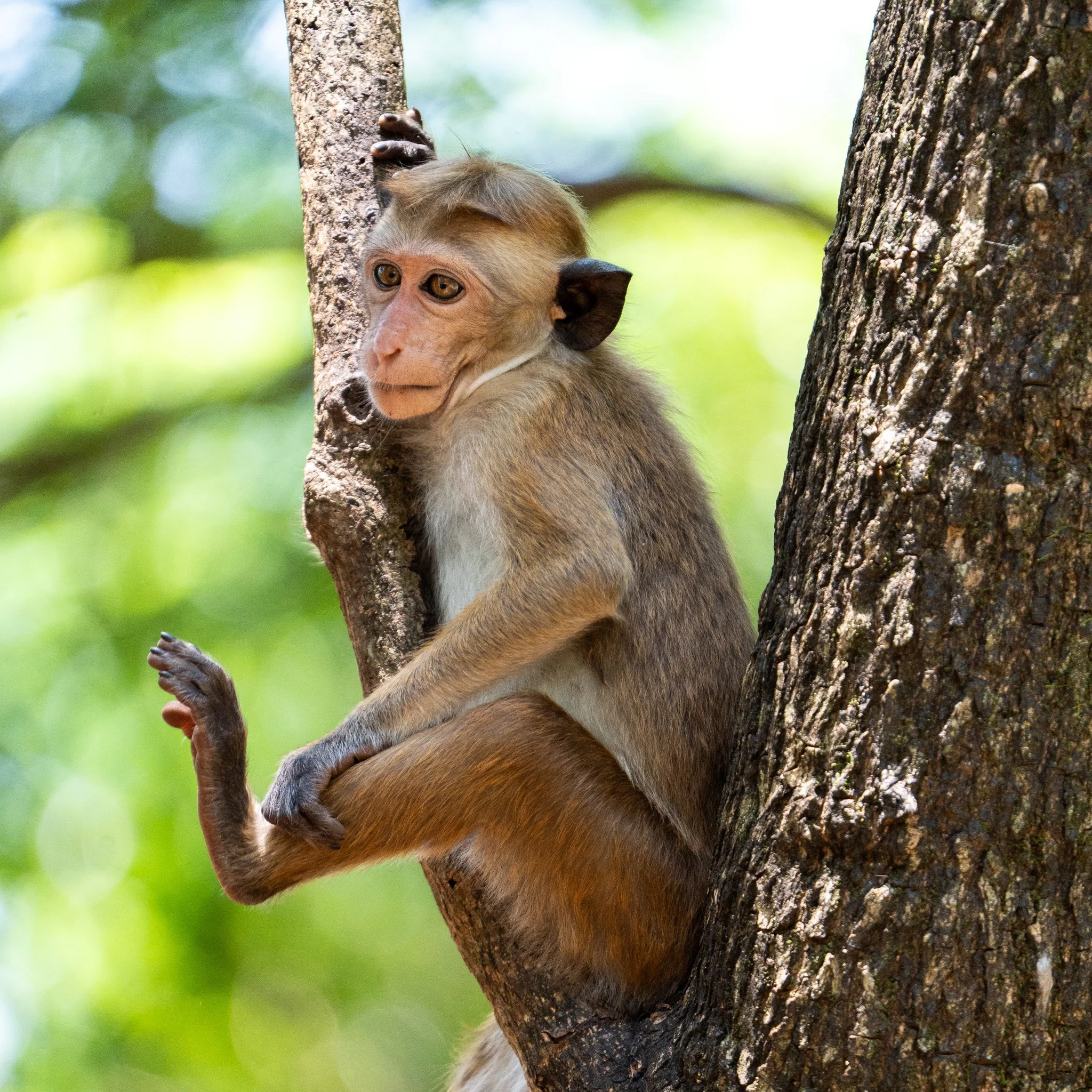 A young monkey sitting on a tree branch, holding onto the trunk, with a blurred green foliage background.