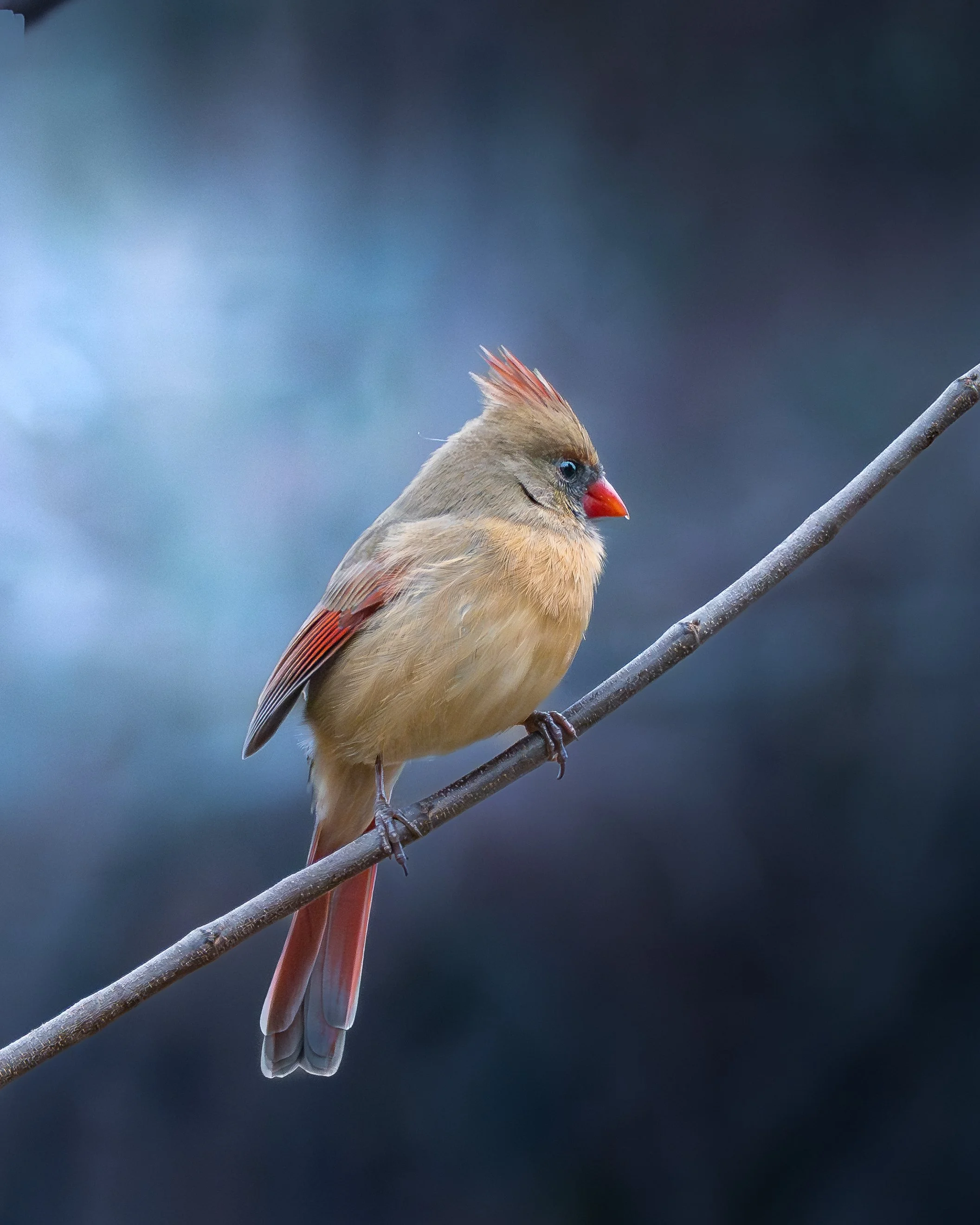 A small bird with a red crest, orange beak, and beige body perched on a thin branch against a blurry blue and gray background.