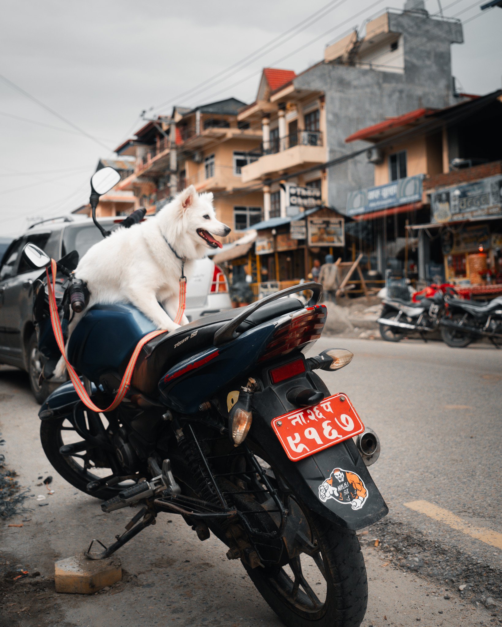 A white dog sitting on a parked motorcycle on a busy street with buildings in the background.