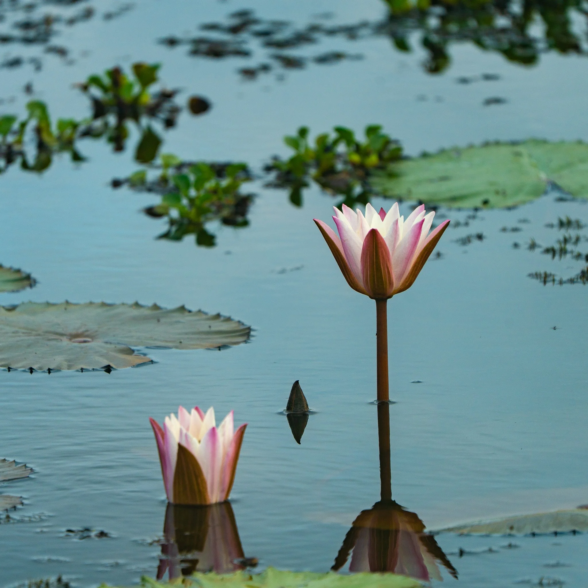 Pink and white water lilies blooming on a pond with lily pads and floating vegetation.