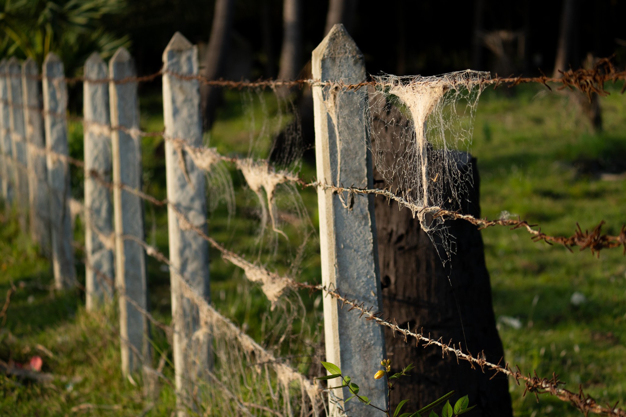 A weathered white wooden fence with barbed wire, covered in cobwebs, in a grassy outdoor area.
