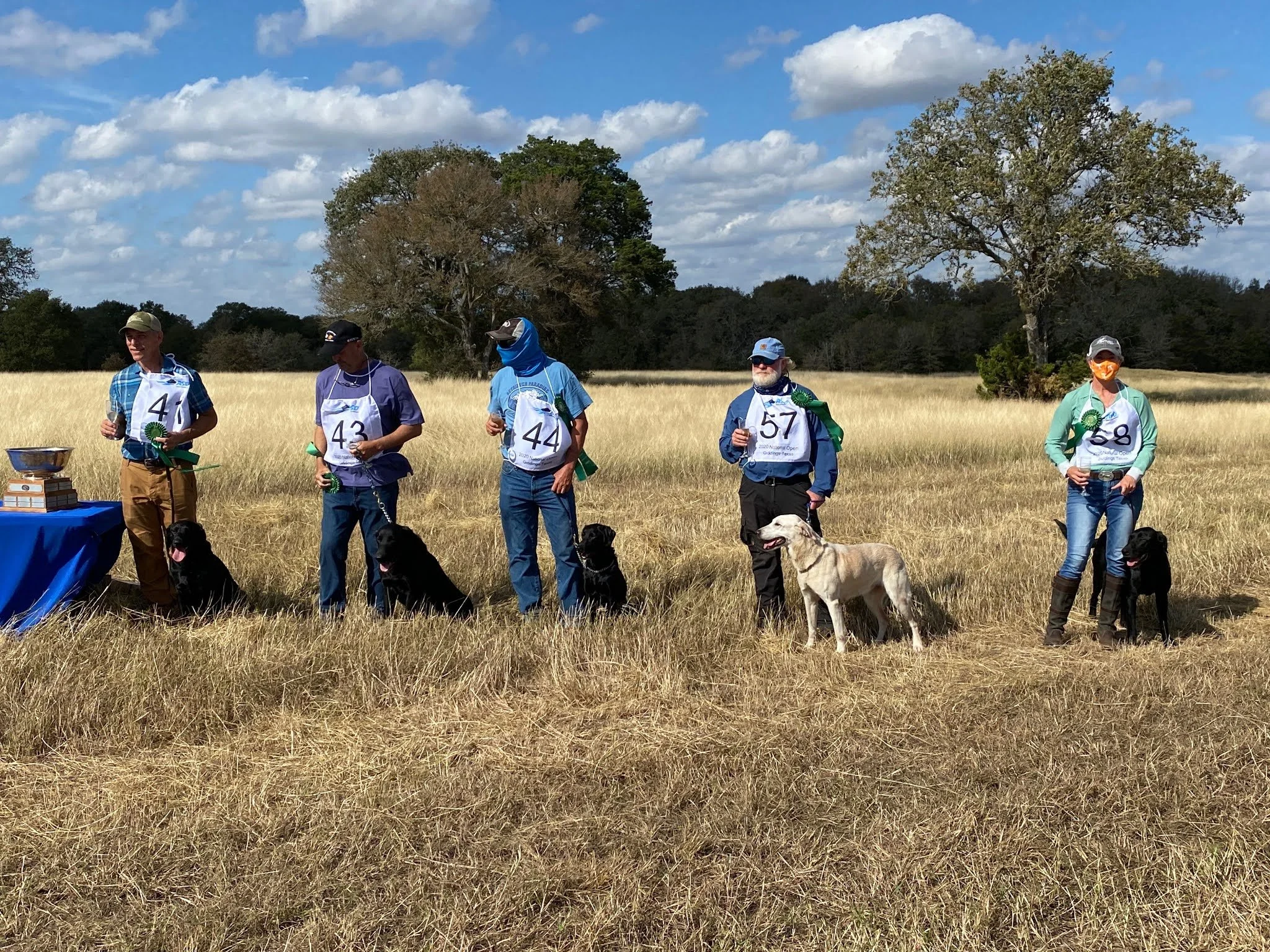 top field trial stud dog for breeding.jpeg