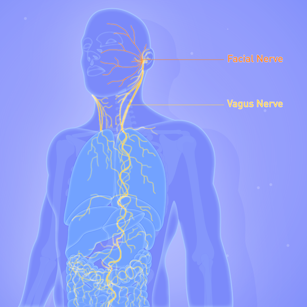 https://atlasbiomed.com/blog/six-amazing-facts-about-the-vagus-nerve/