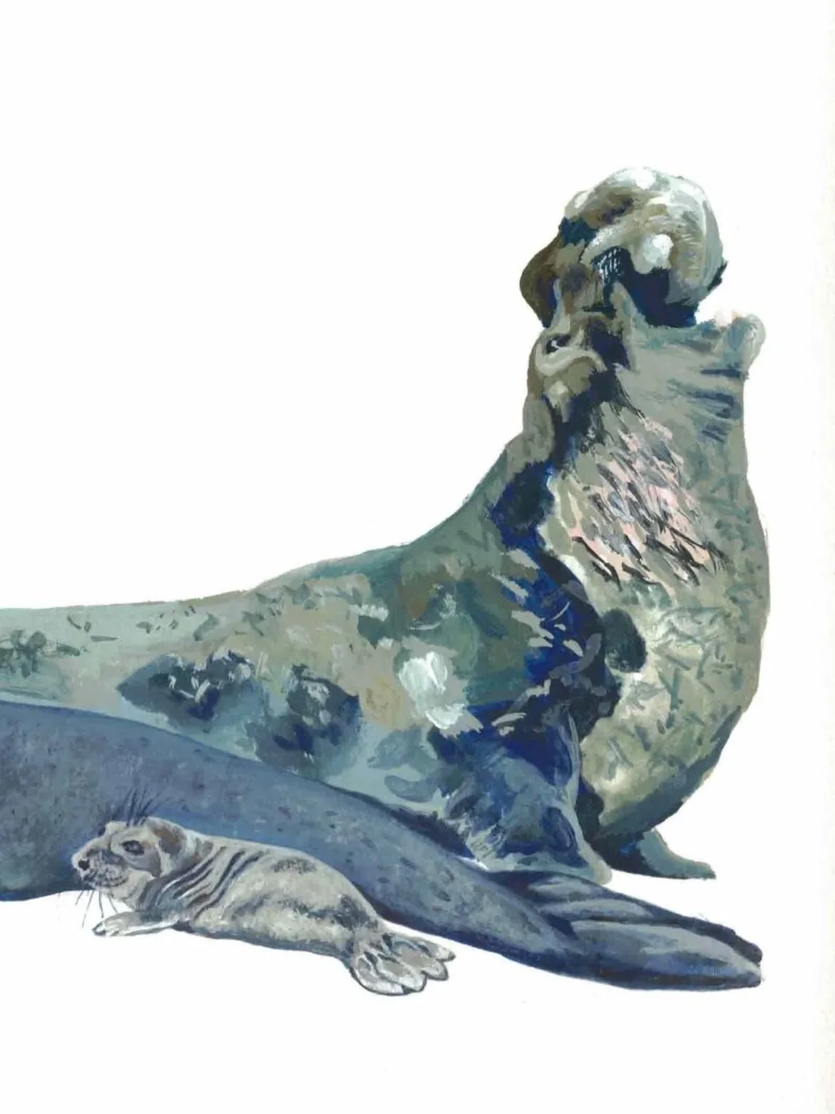 Elephant Seal Gouache Painting