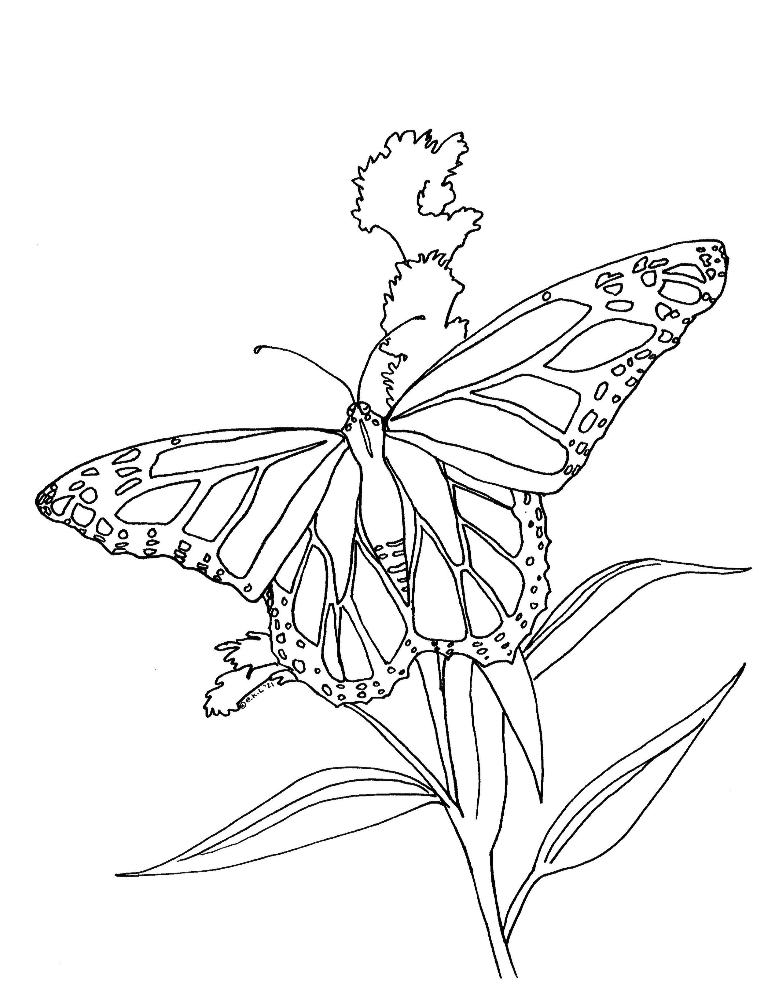 Goldenrod Monarch