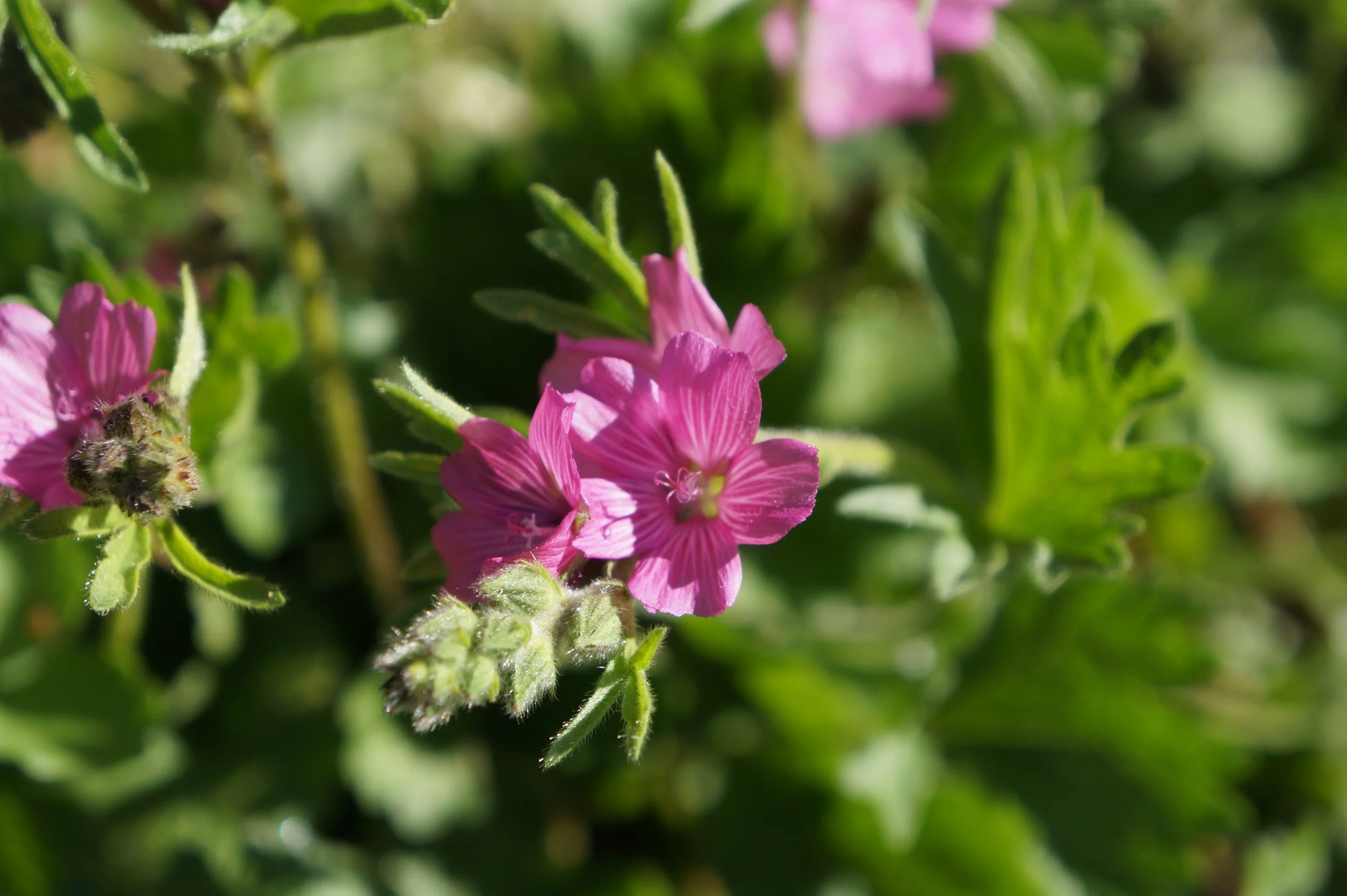 Observational Drawing + Native Plants