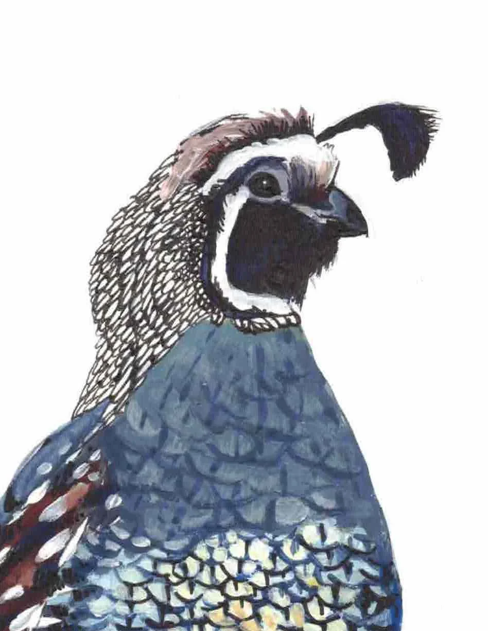 finalquailmale 2.jpeg