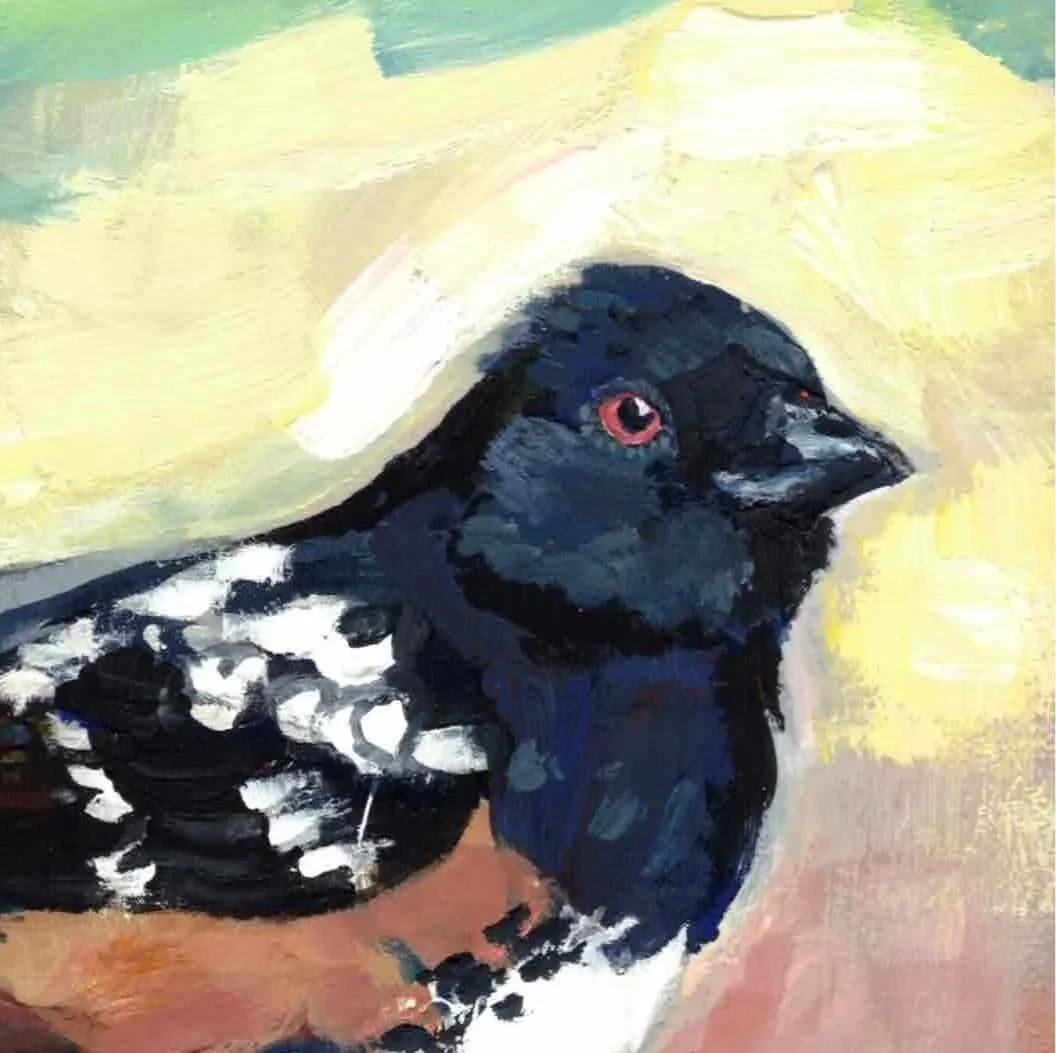spotted+towhee.jpg